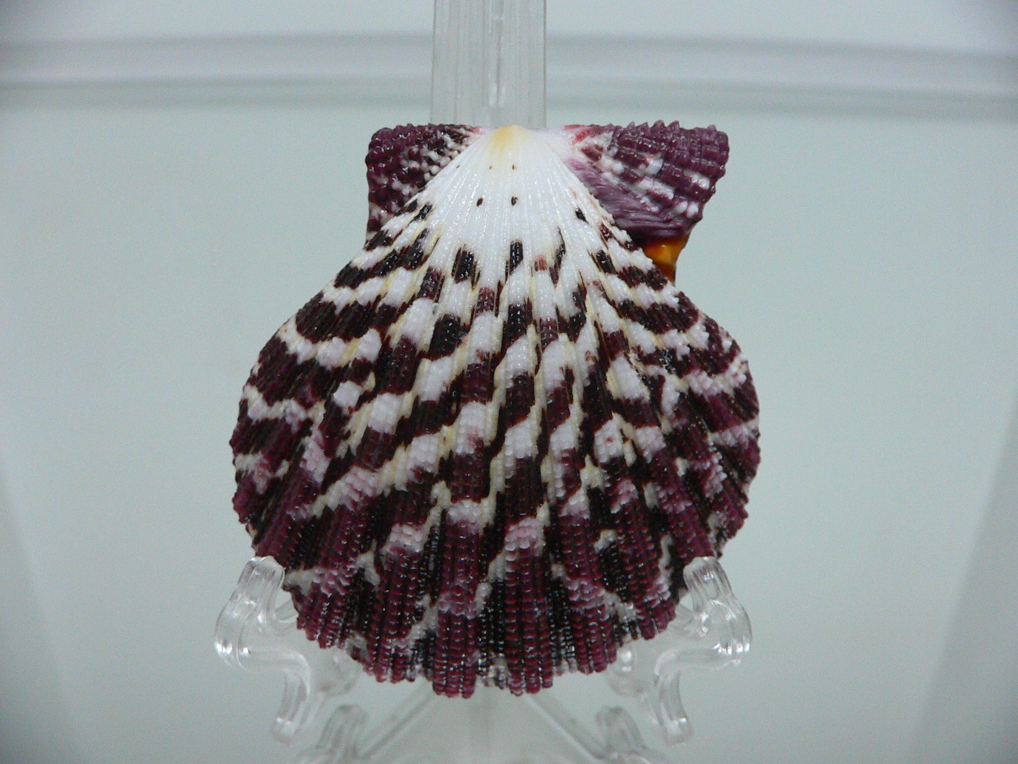 Gloripallium pallium IDEAL