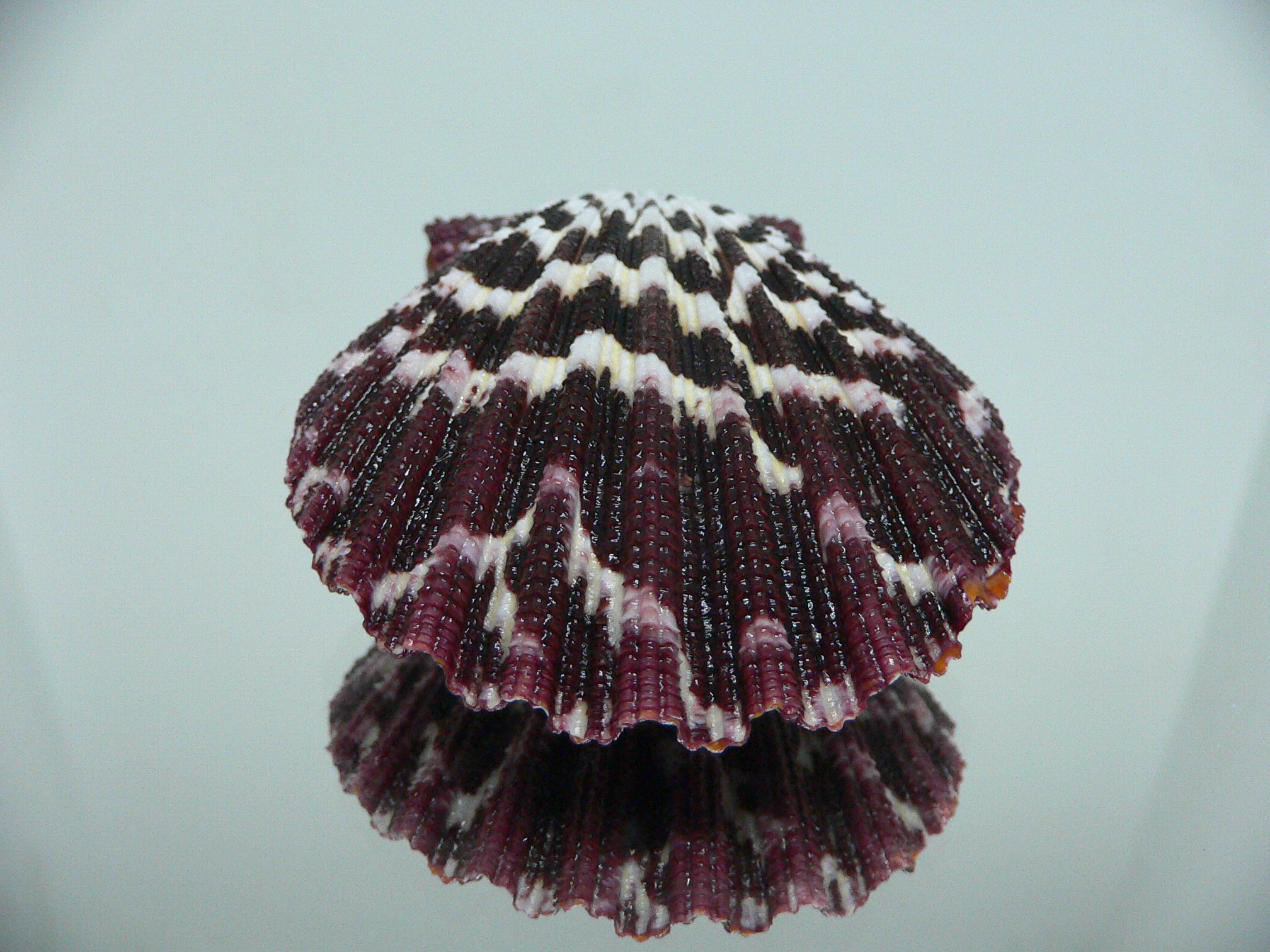 Gloripallium pallium IDEAL