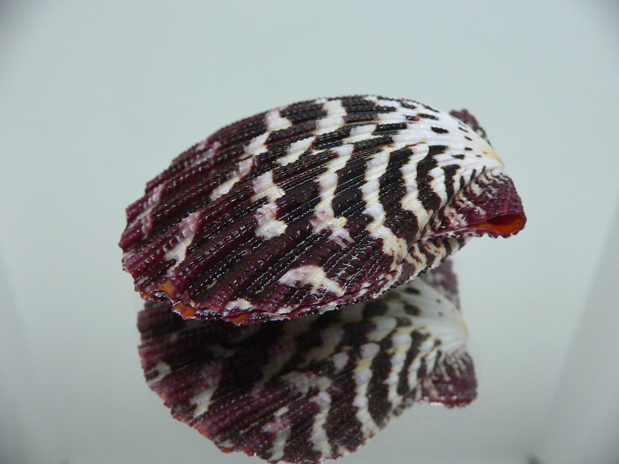 Gloripallium pallium IDEAL