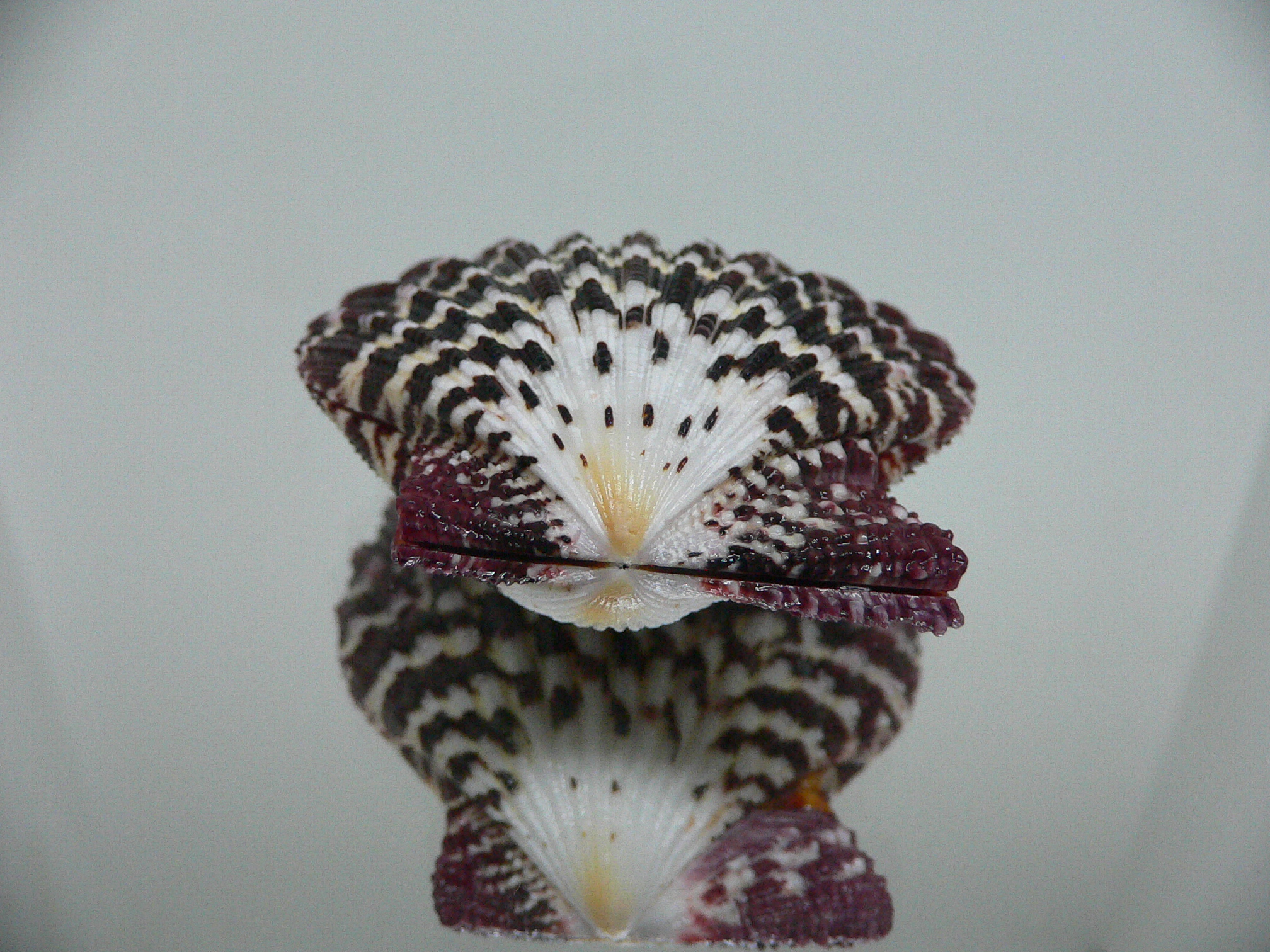 Gloripallium pallium IDEAL