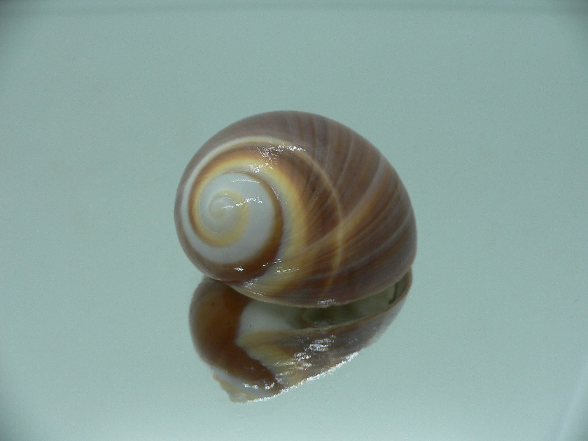 Polinices powisianus GLOBOSE