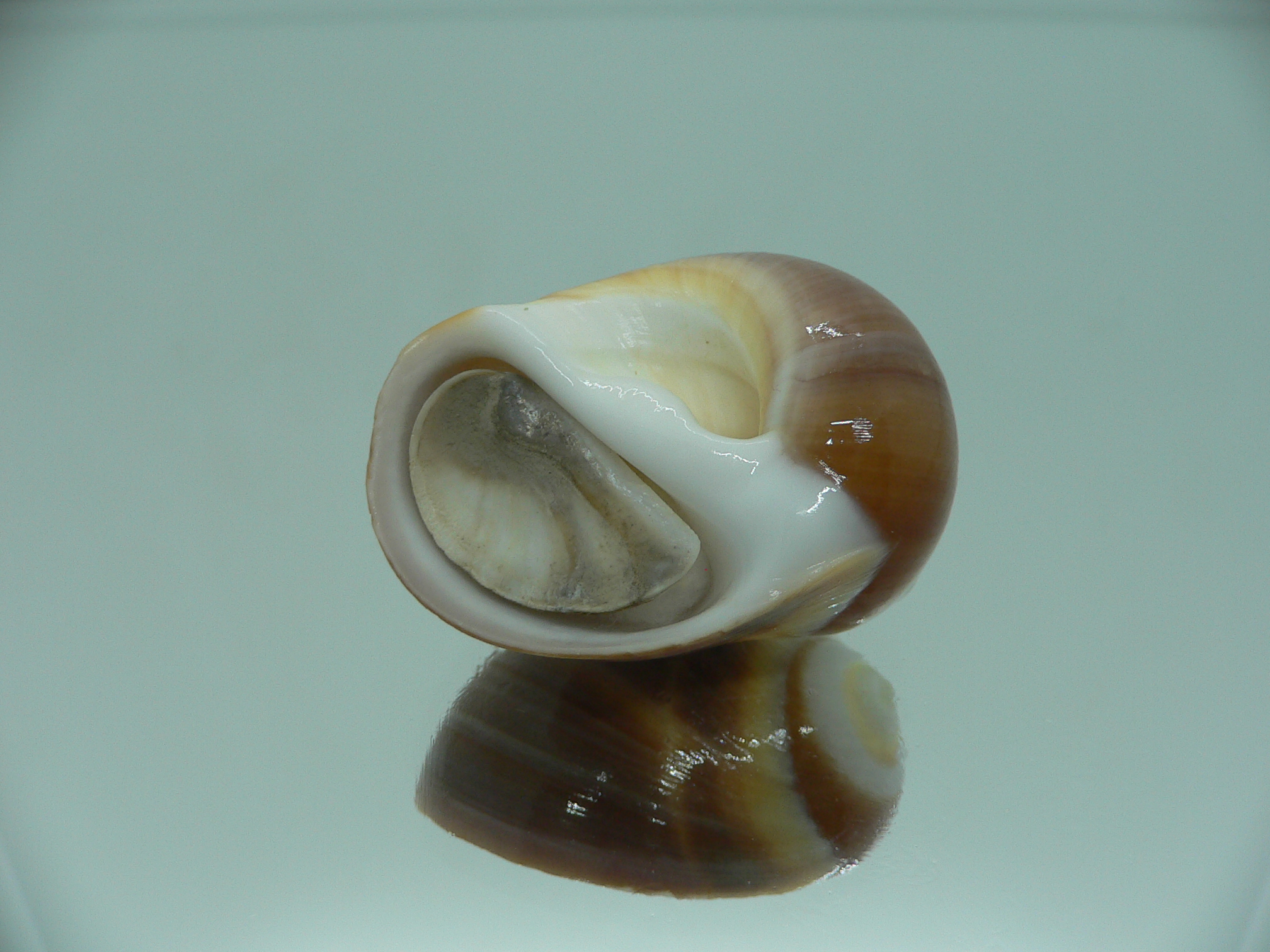 Polinices powisianus GLOBOSE