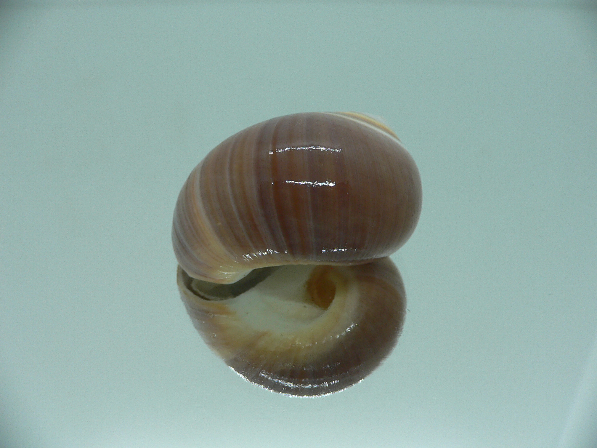 Polinices powisianus GLOBOSE