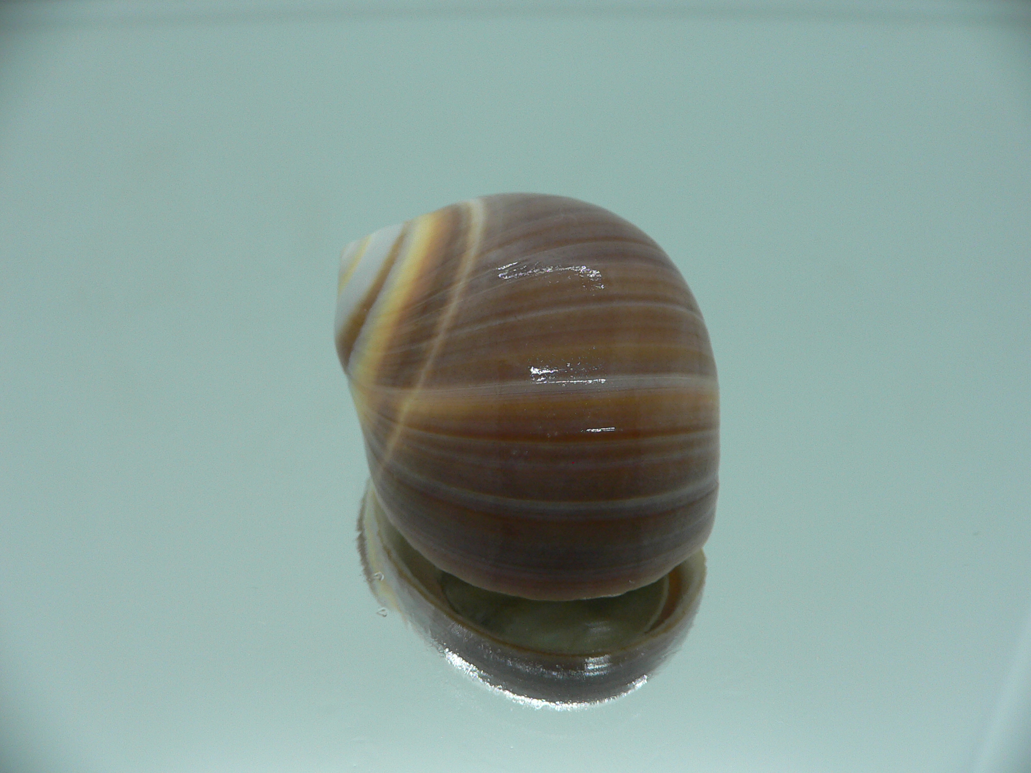 Polinices powisianus GLOBOSE