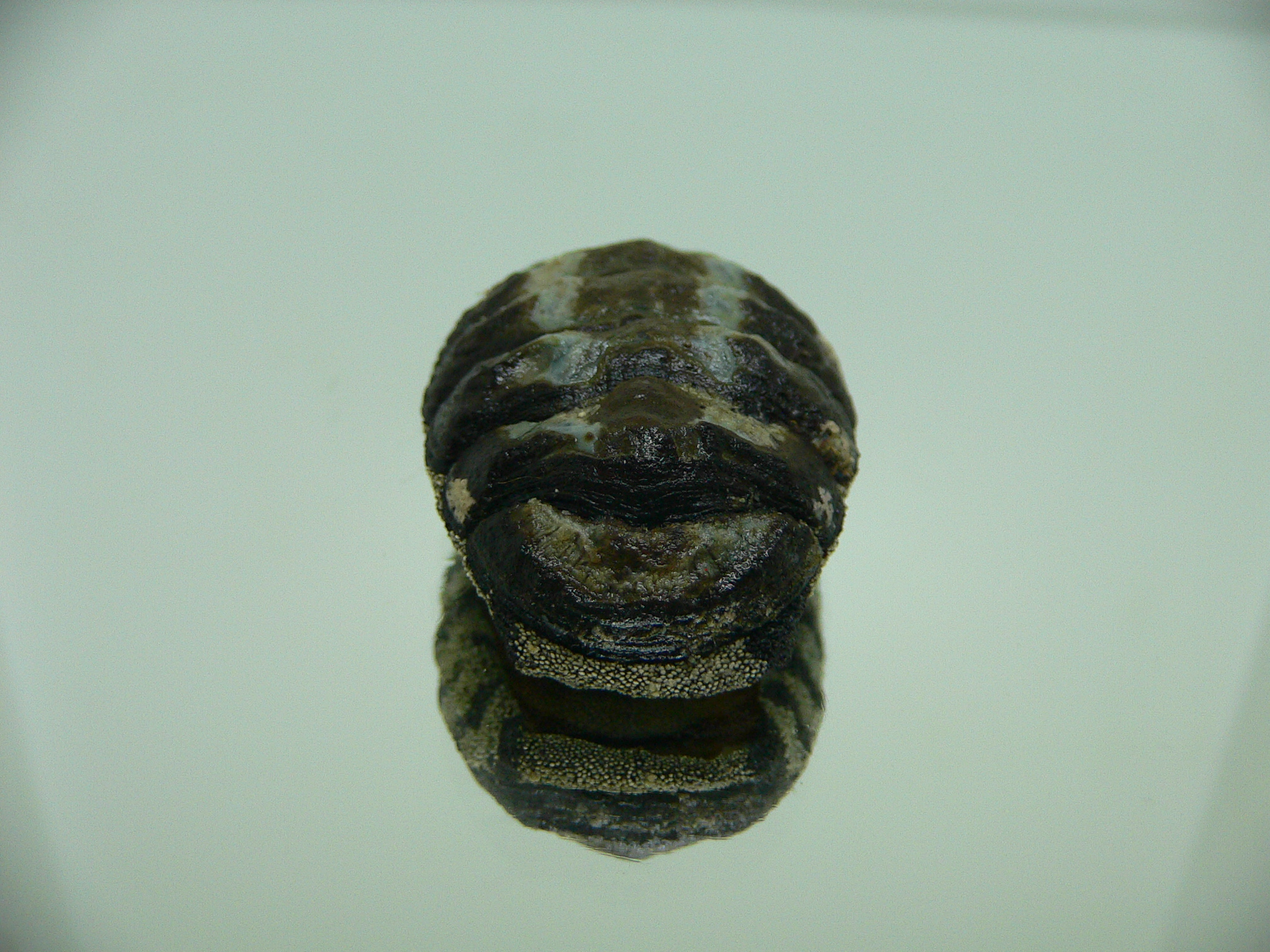 Liolophura gaimardi BIG & MONSTER