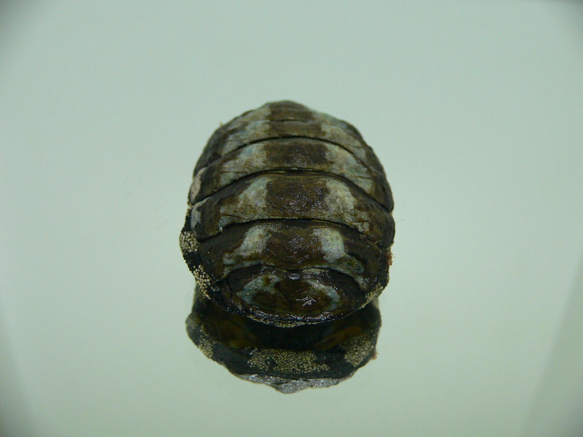 Liolophura gaimardi BIG & MONSTER