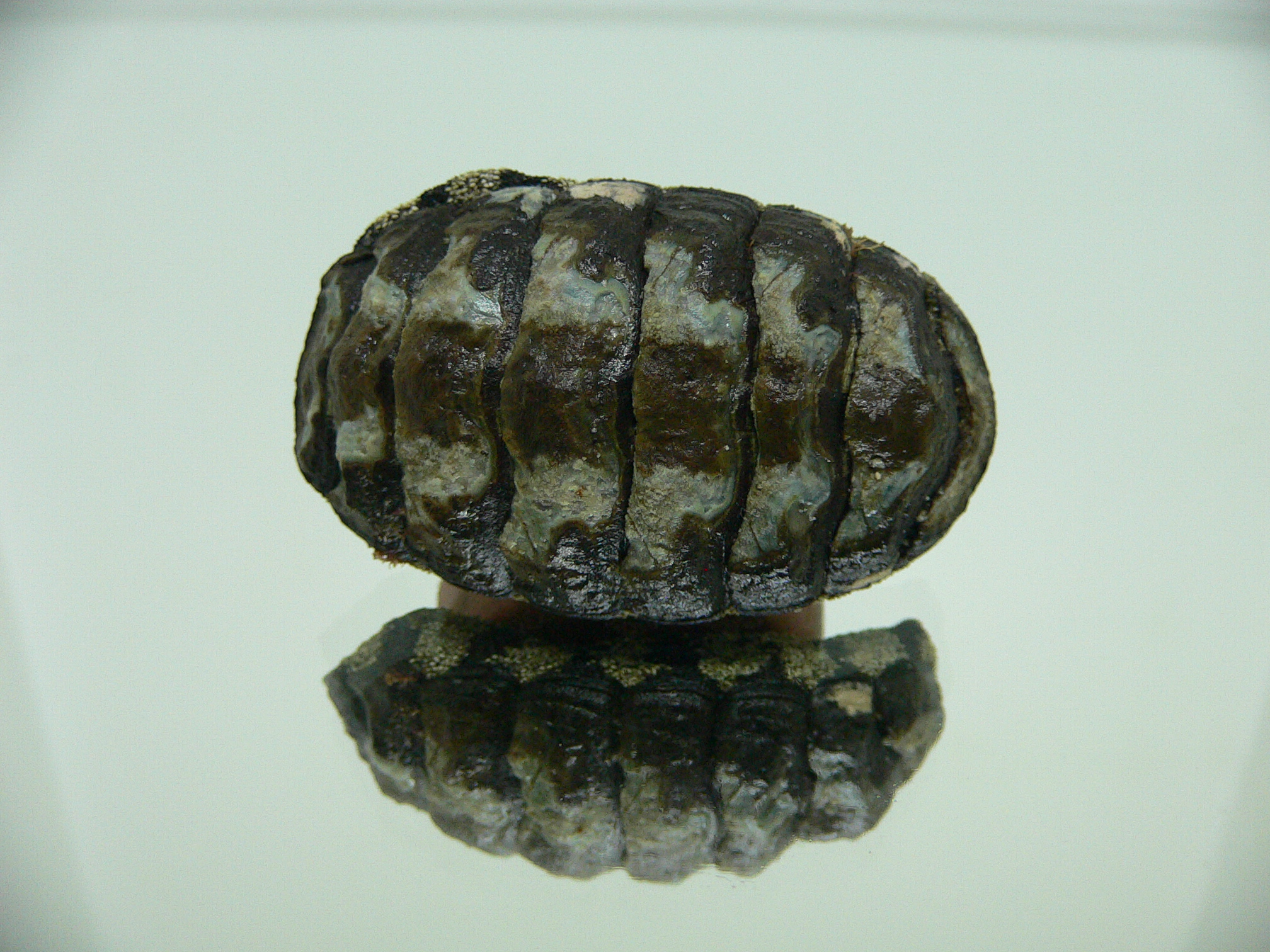Liolophura gaimardi BIG & MONSTER