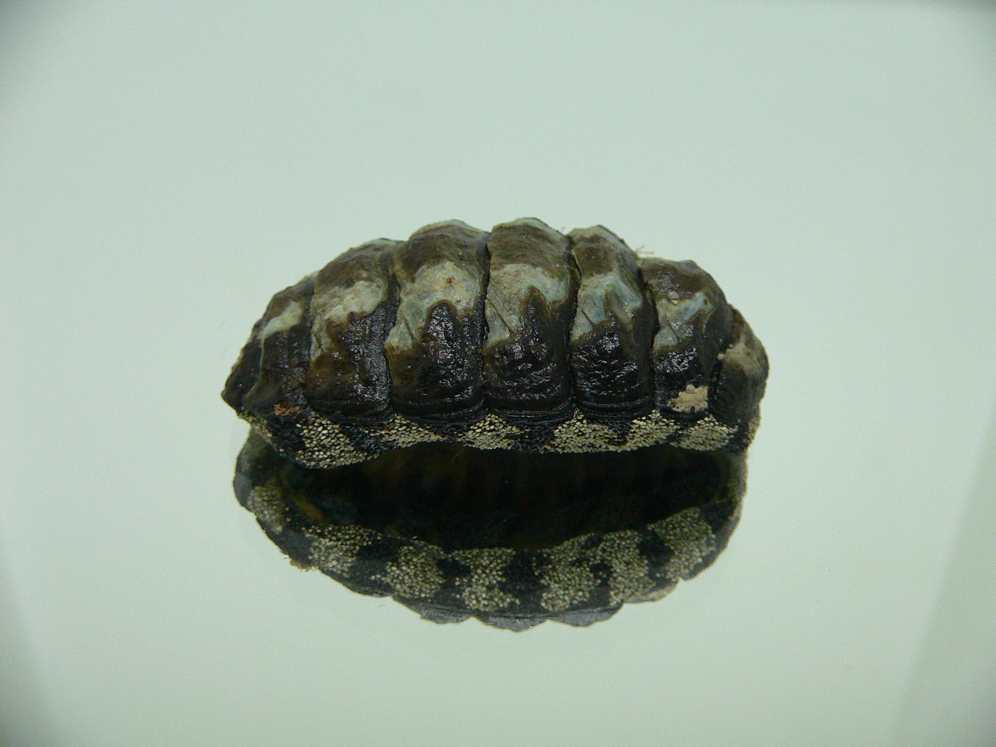 Liolophura gaimardi BIG & MONSTER