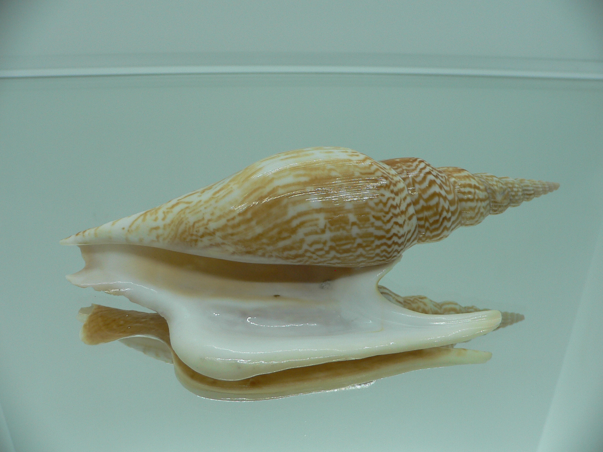 Mirabilistrombus listeri RUSTY