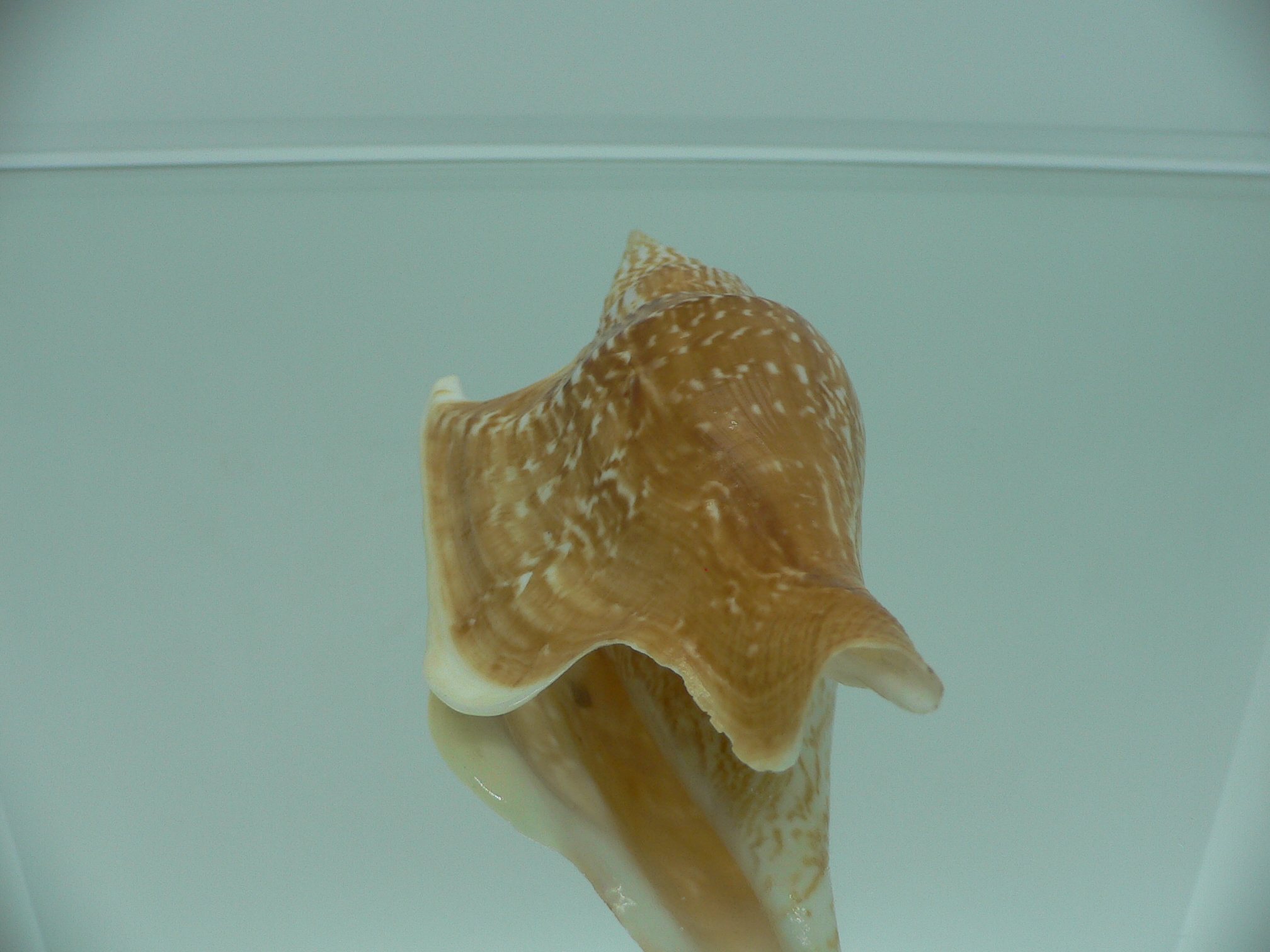 Mirabilistrombus listeri RUSTY