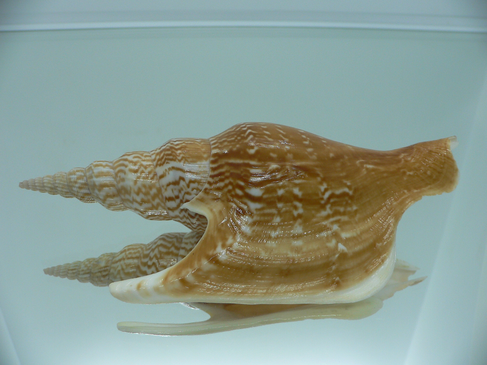 Mirabilistrombus listeri RUSTY