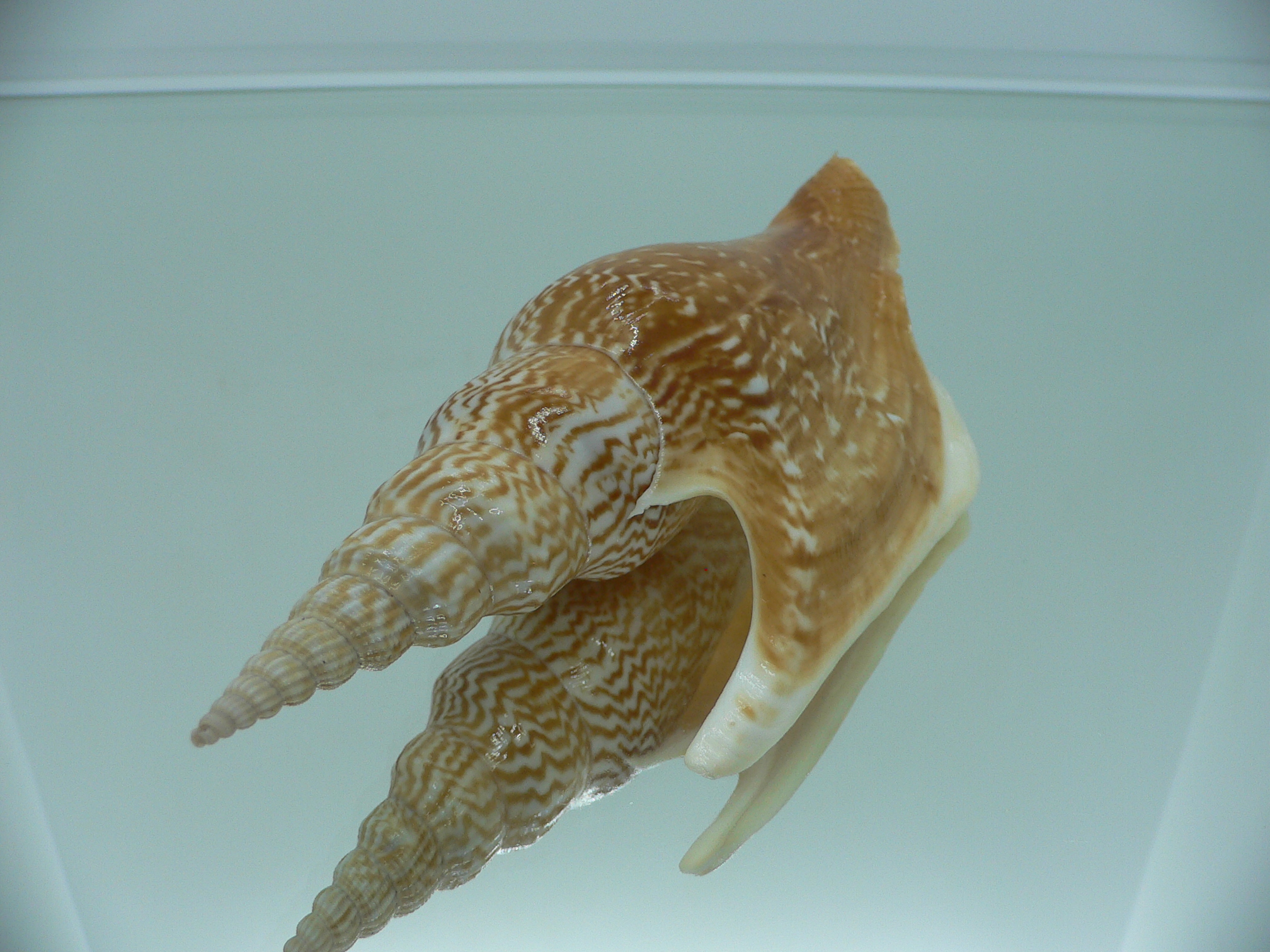 Mirabilistrombus listeri RUSTY