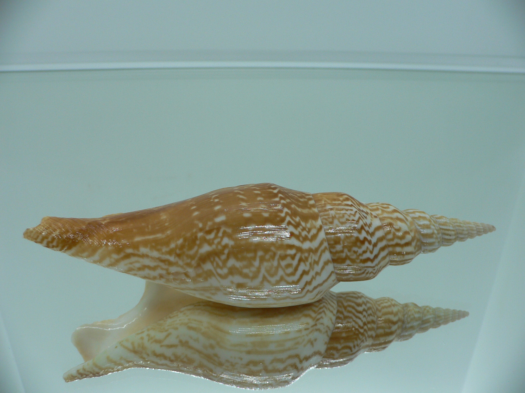 Mirabilistrombus listeri RUSTY