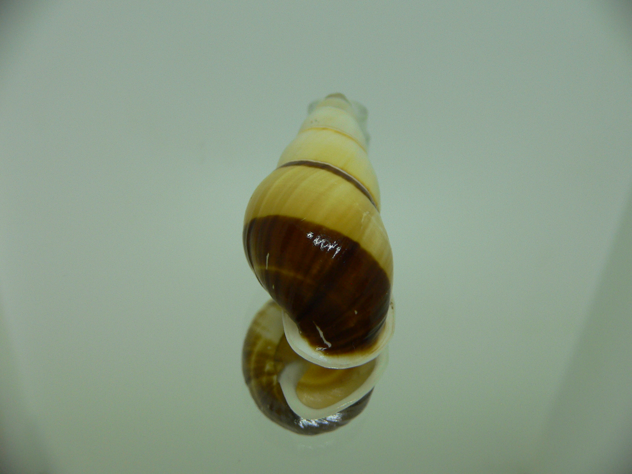 Amphidromus contrarius hanieli NO PATTERN