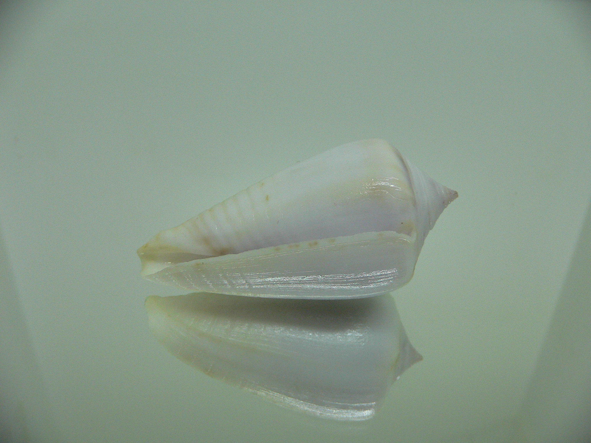 Conus inscriptus cuneiformis (var.) RARE & GIANT