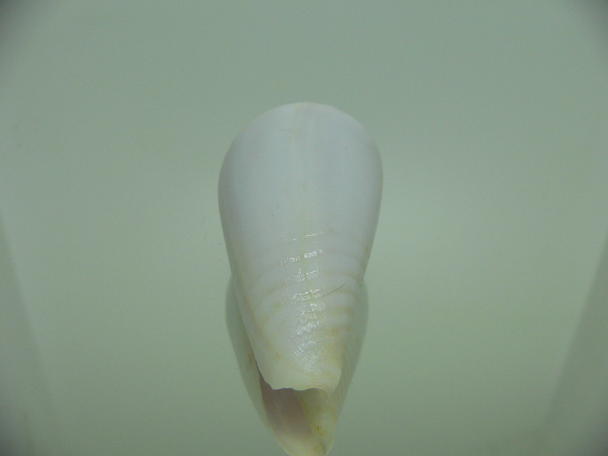 Conus inscriptus cuneiformis (var.) RARE & GIANT