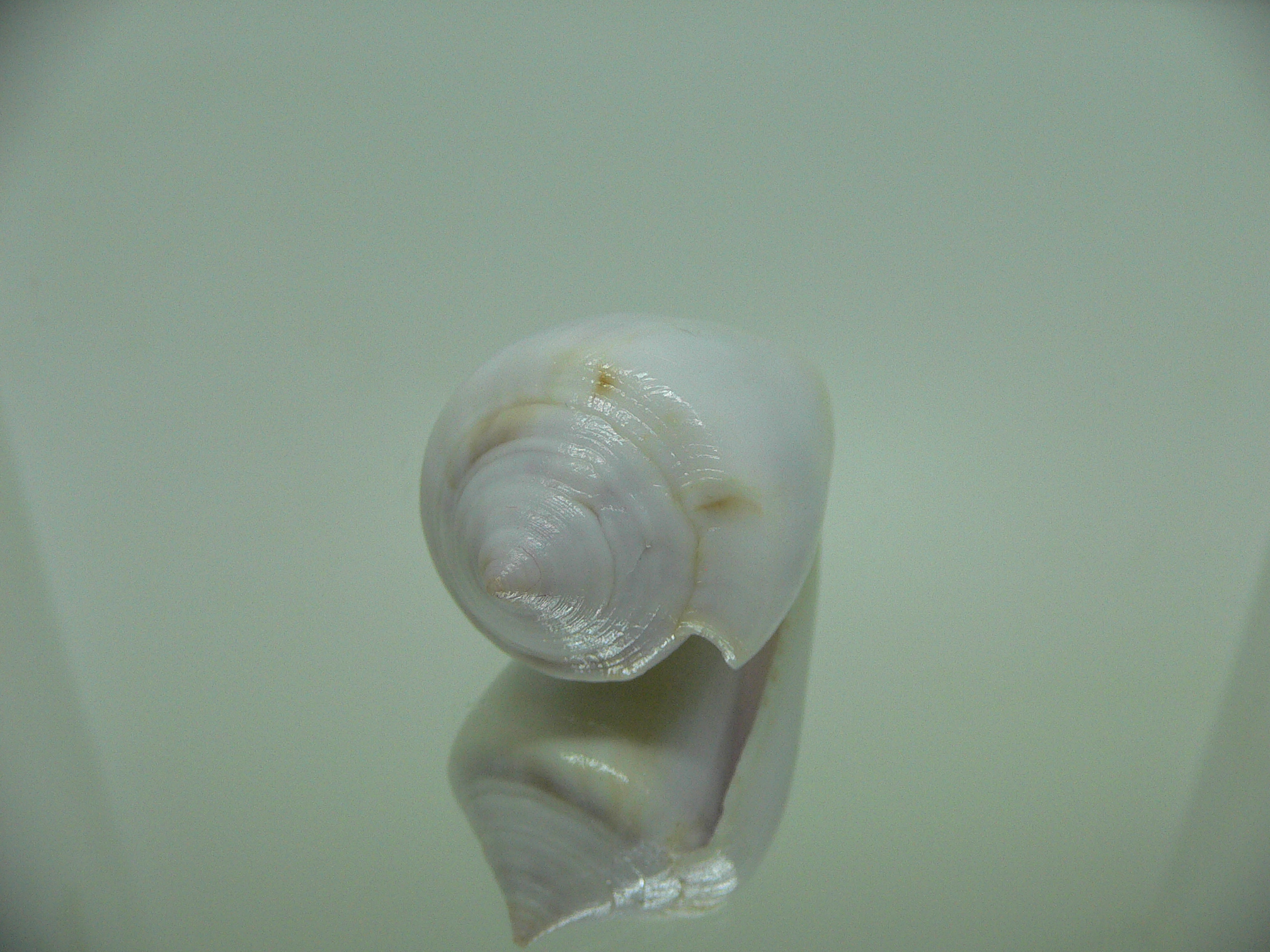 Conus inscriptus cuneiformis (var.) RARE & GIANT