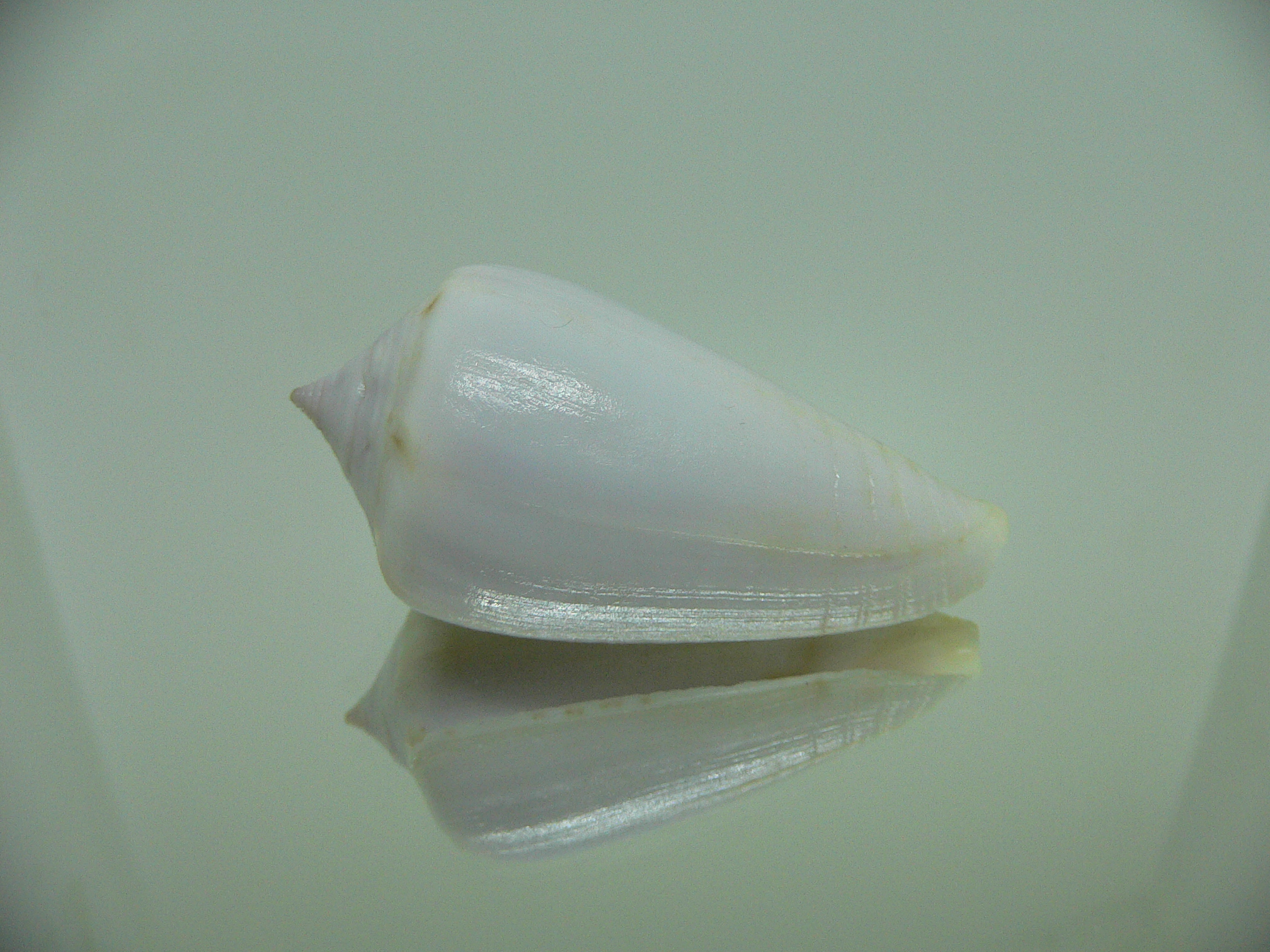 Conus inscriptus cuneiformis (var.) RARE & GIANT