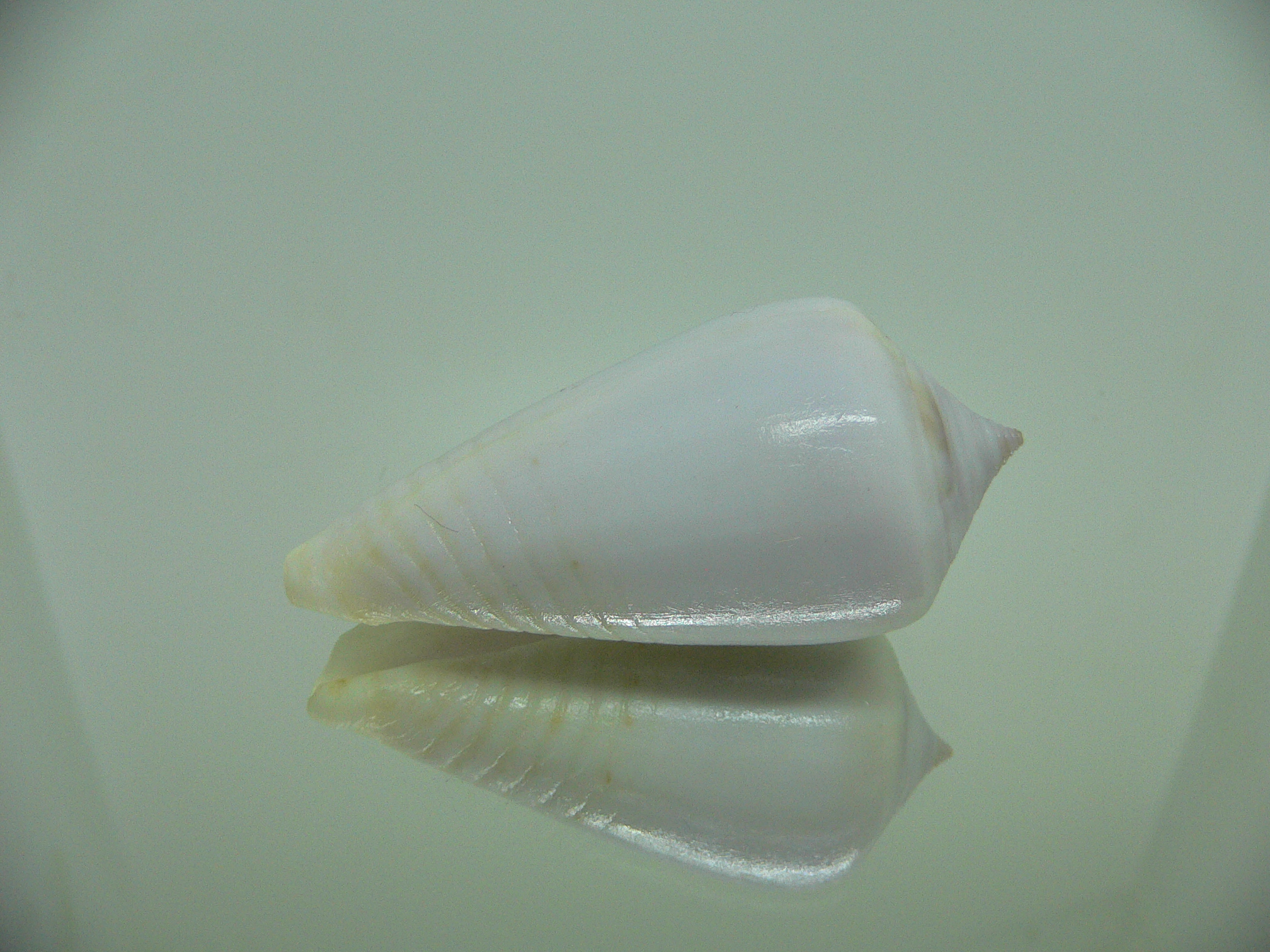 Conus inscriptus cuneiformis (var.) RARE & GIANT