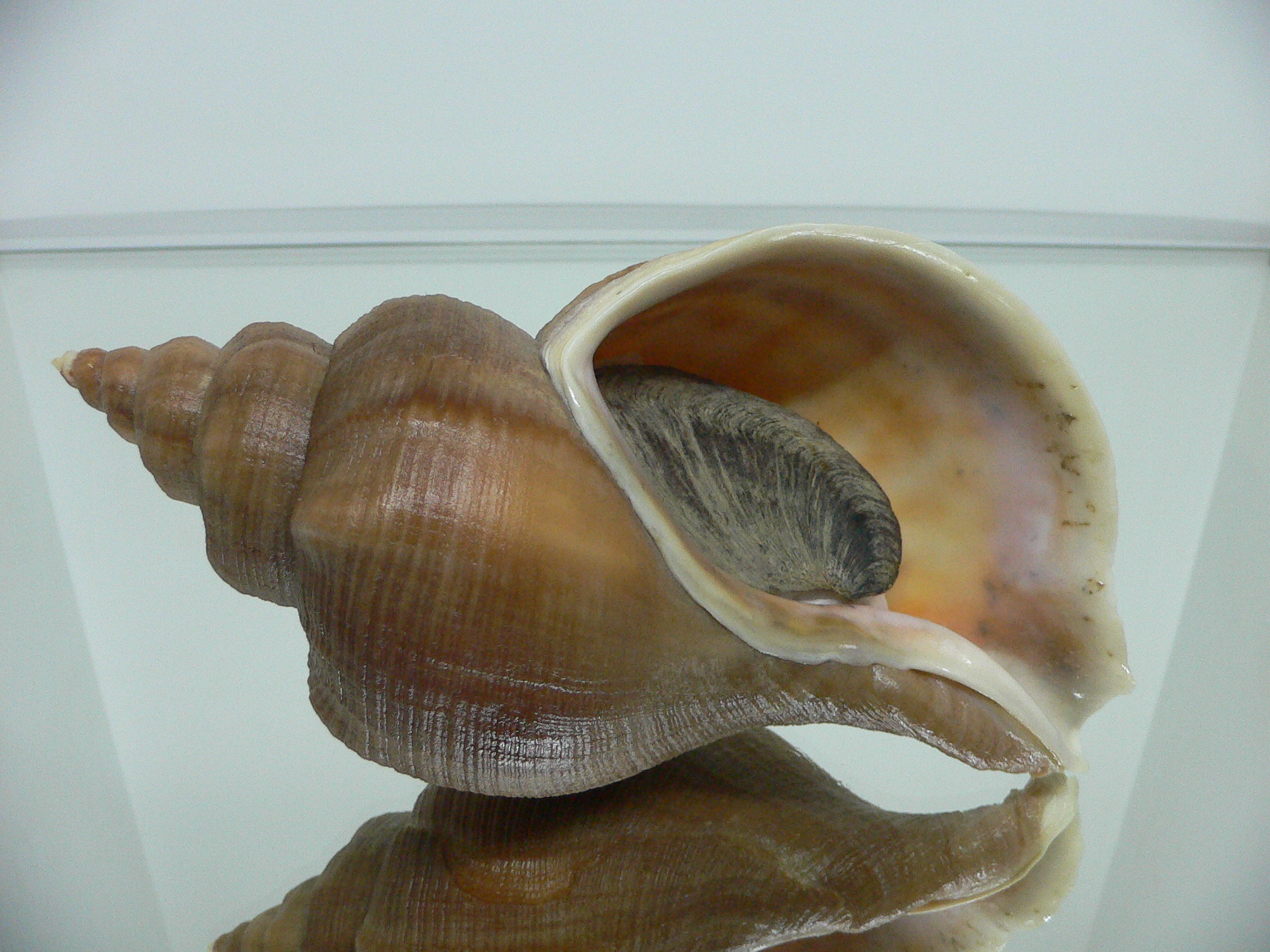 Neptunea eulimata IDEAL & BIG