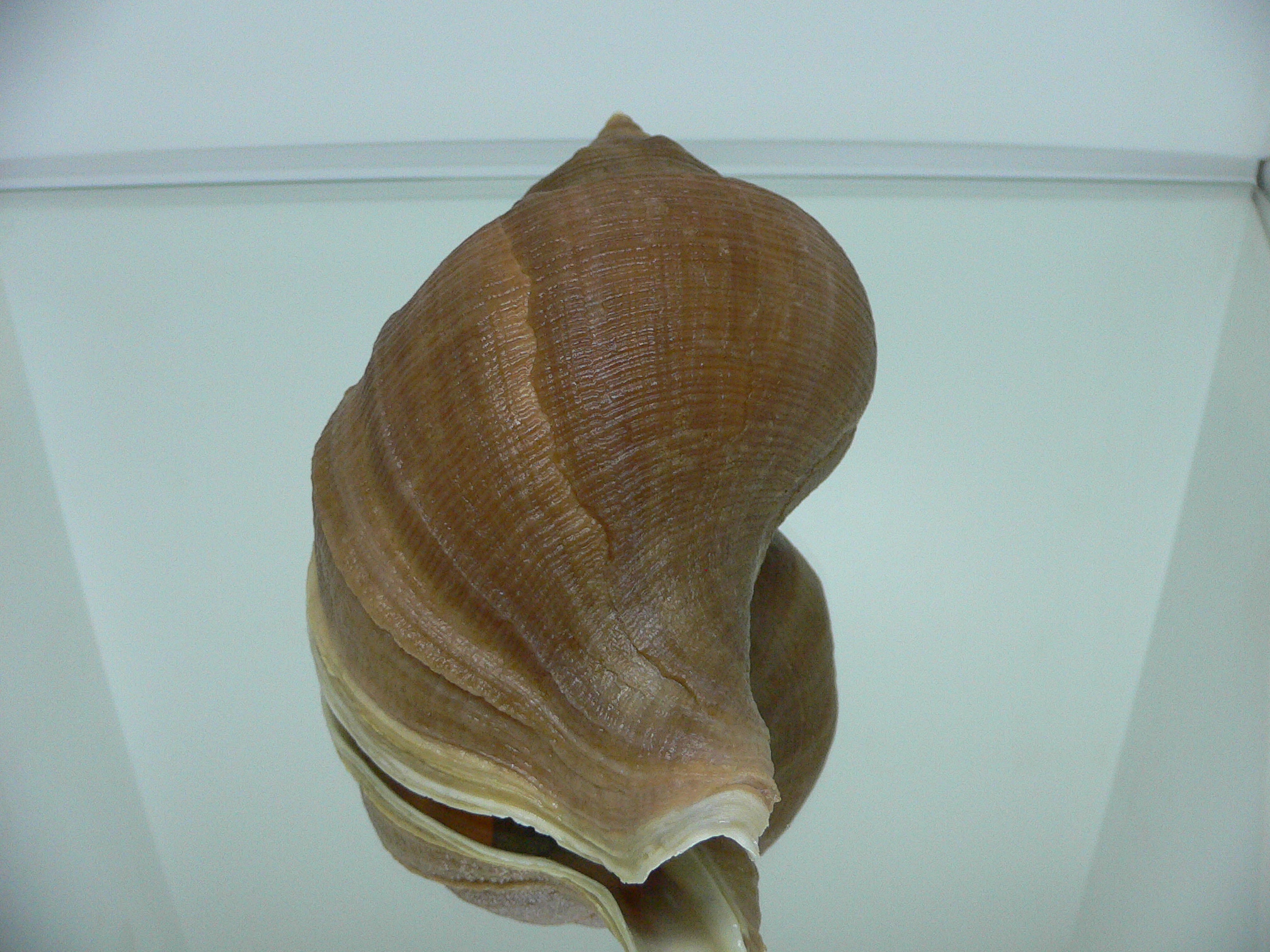 Neptunea eulimata IDEAL & BIG