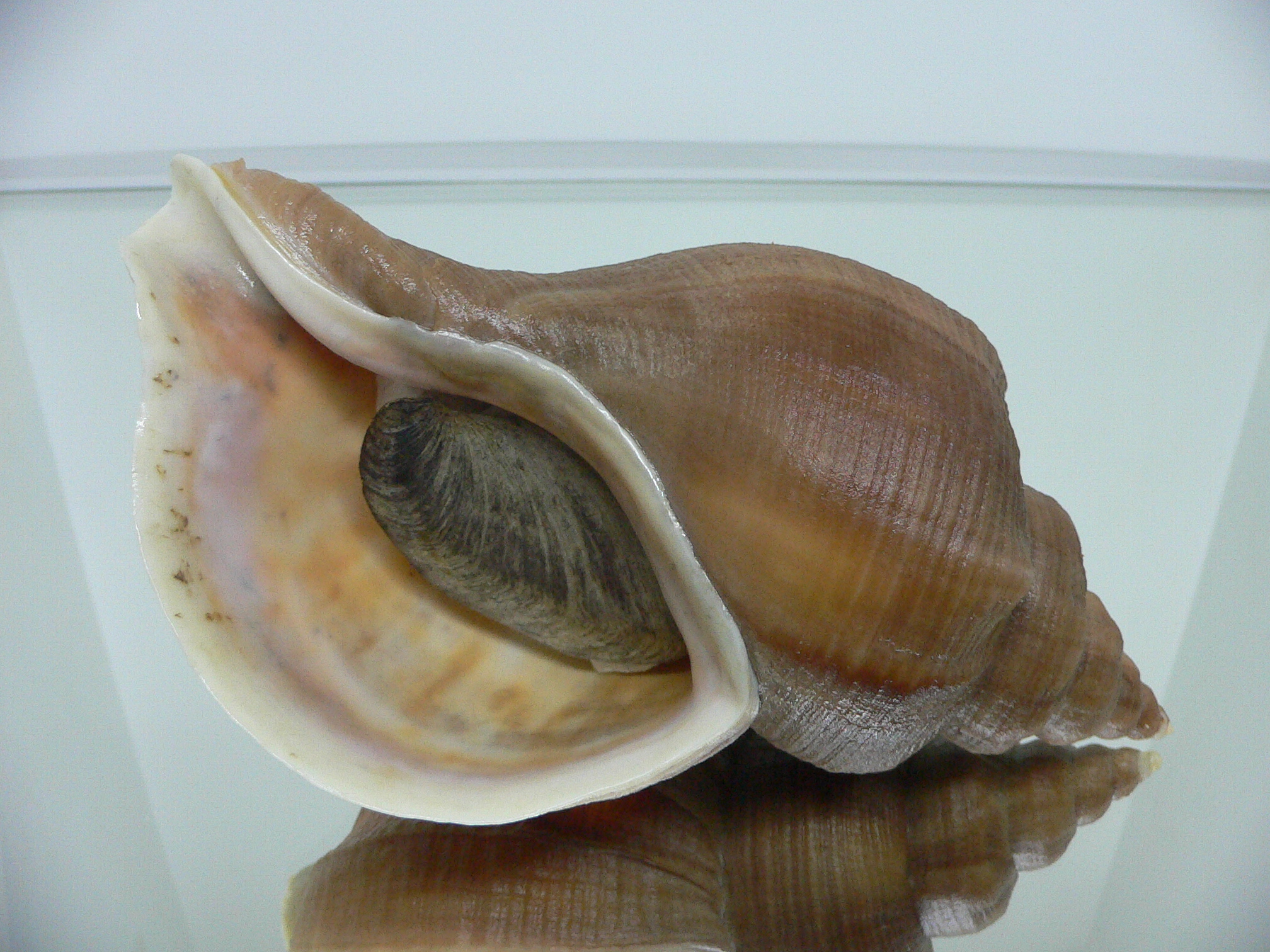 Neptunea eulimata IDEAL & BIG