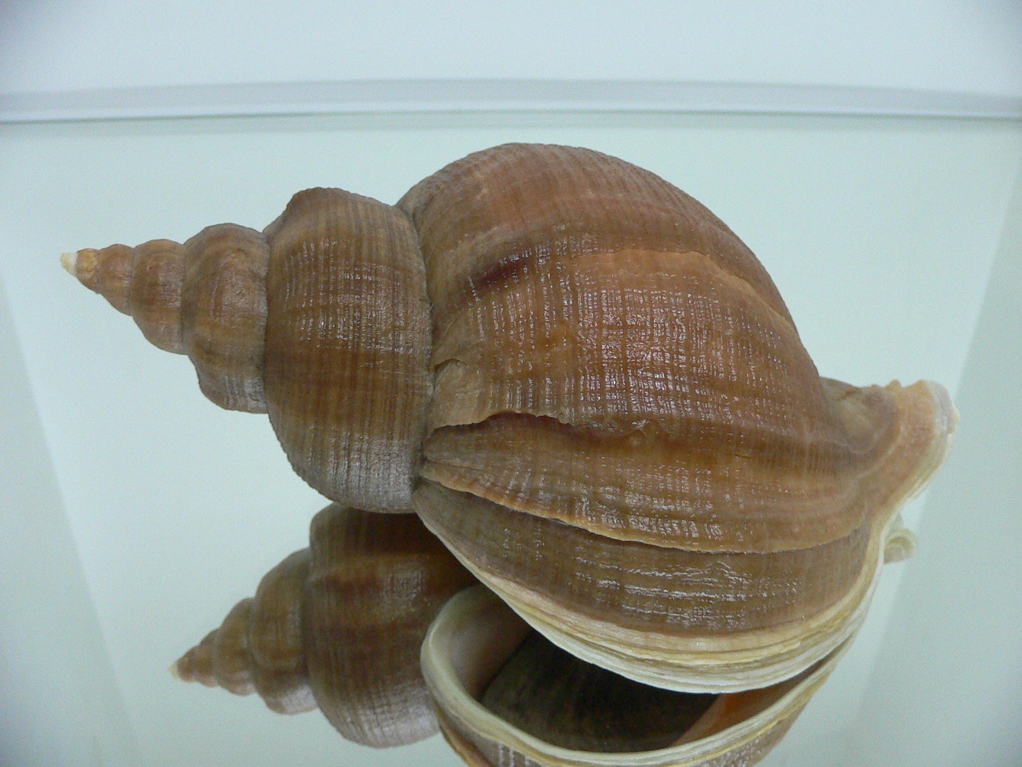 Neptunea eulimata IDEAL & BIG