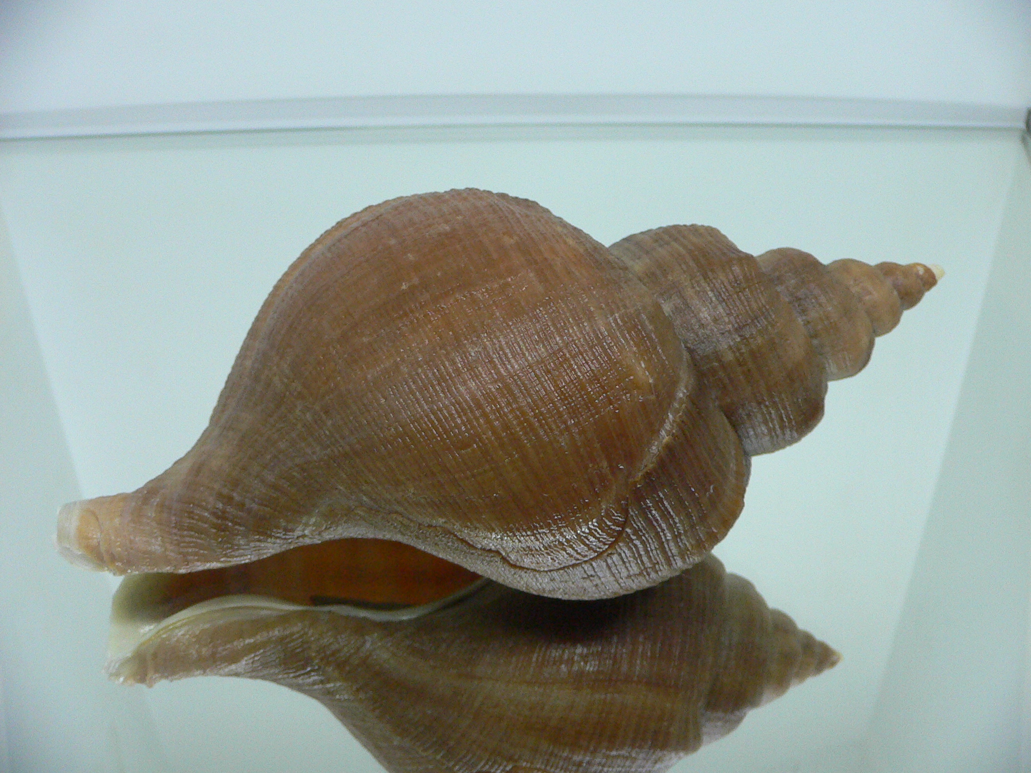 Neptunea eulimata IDEAL & BIG