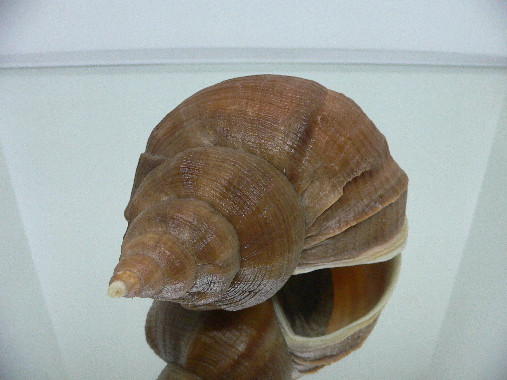Neptunea eulimata IDEAL & BIG