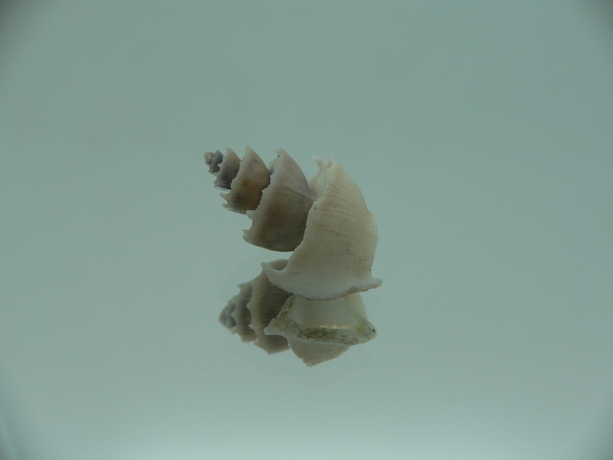 Trigonostoma thysthlon CROWN