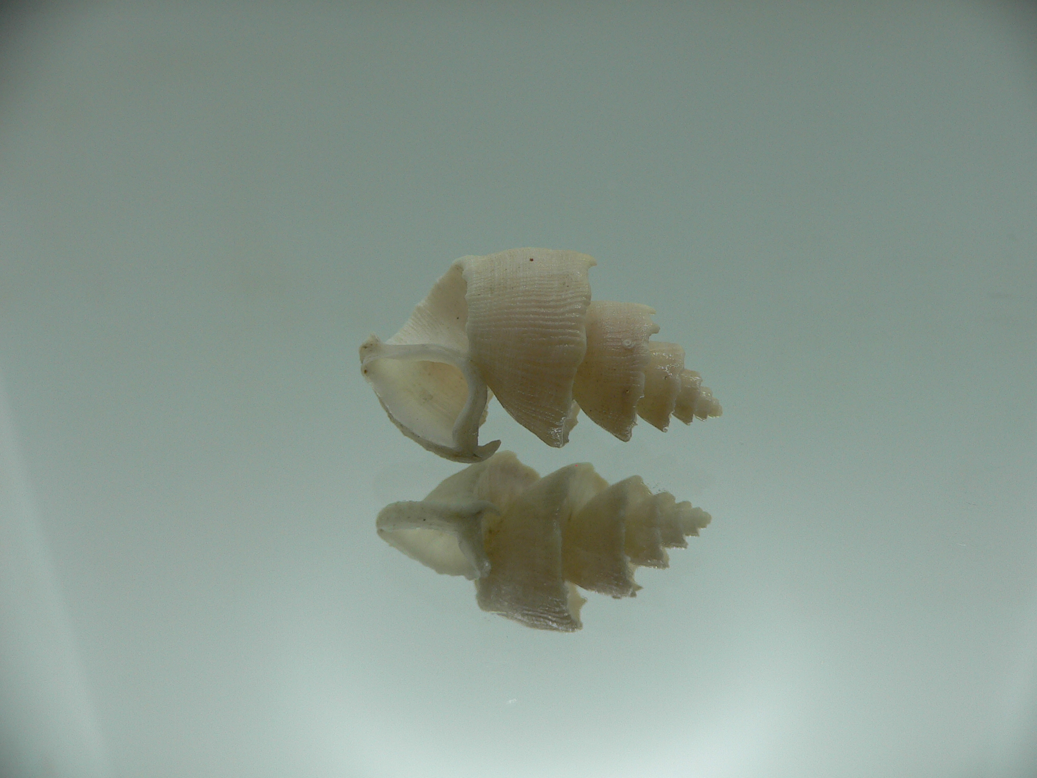 Trigonostoma thysthlon BIG & CROWN