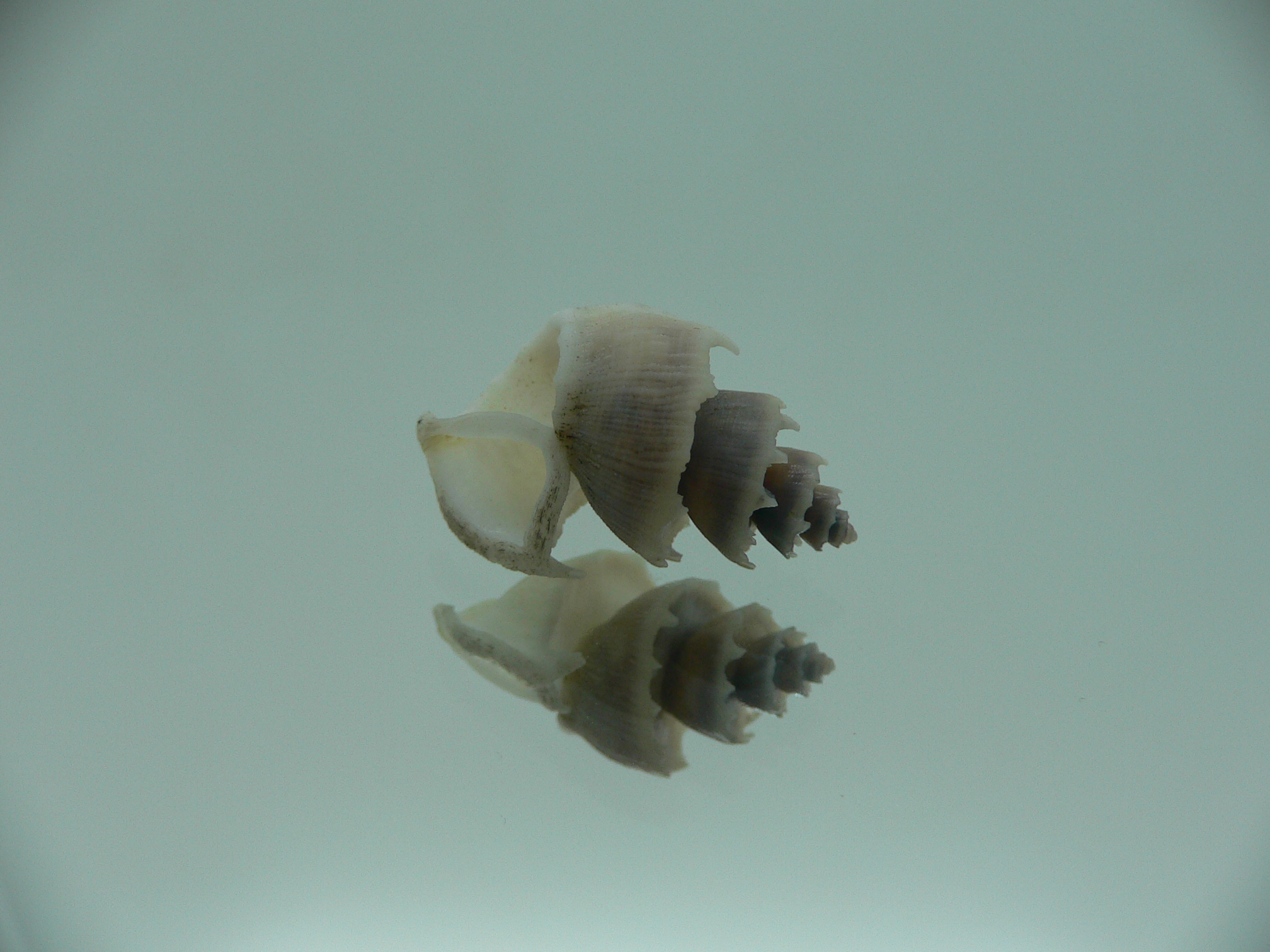 Trigonostoma thysthlon CROWN