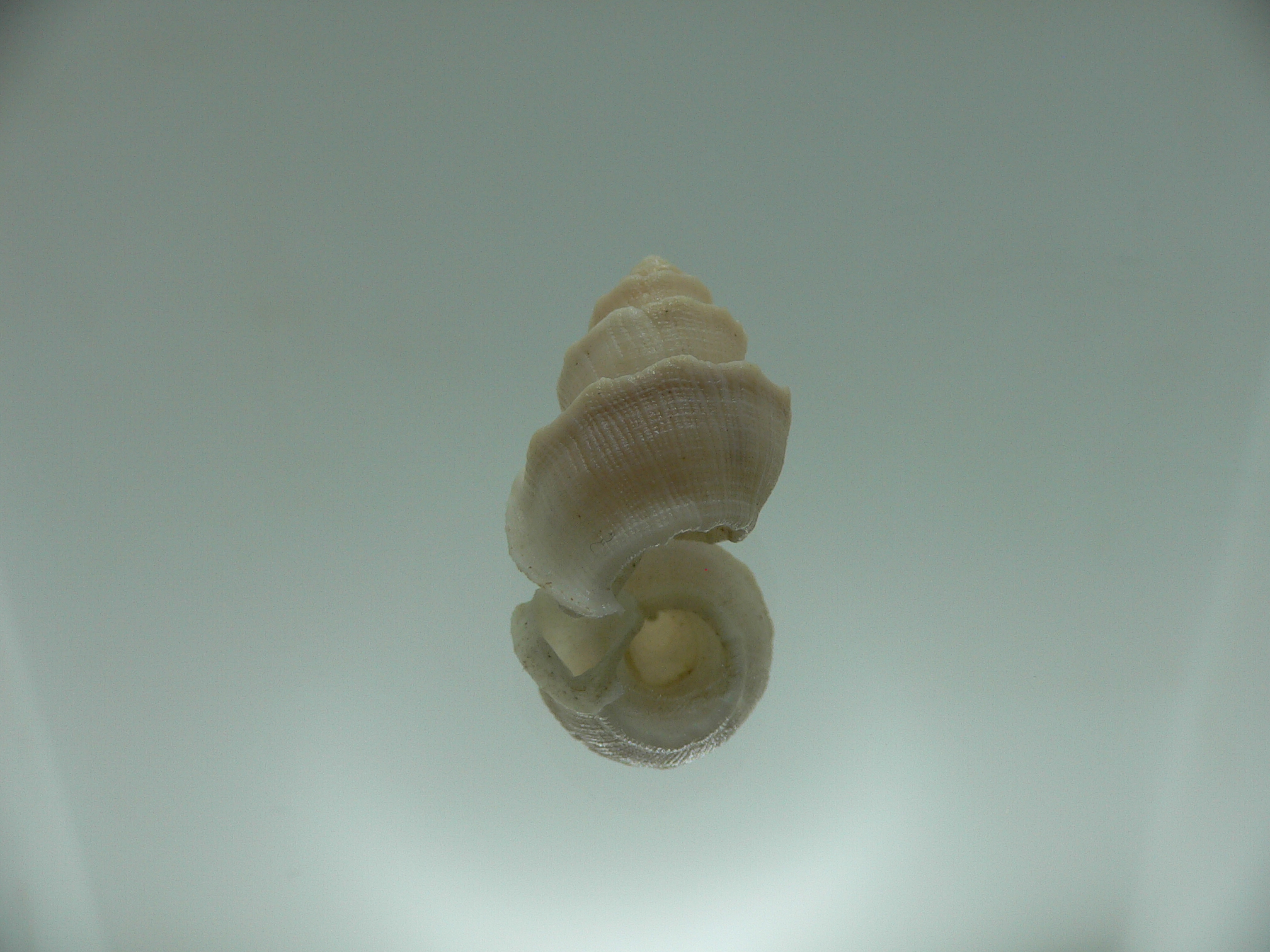 Trigonostoma thysthlon BIG & CROWN