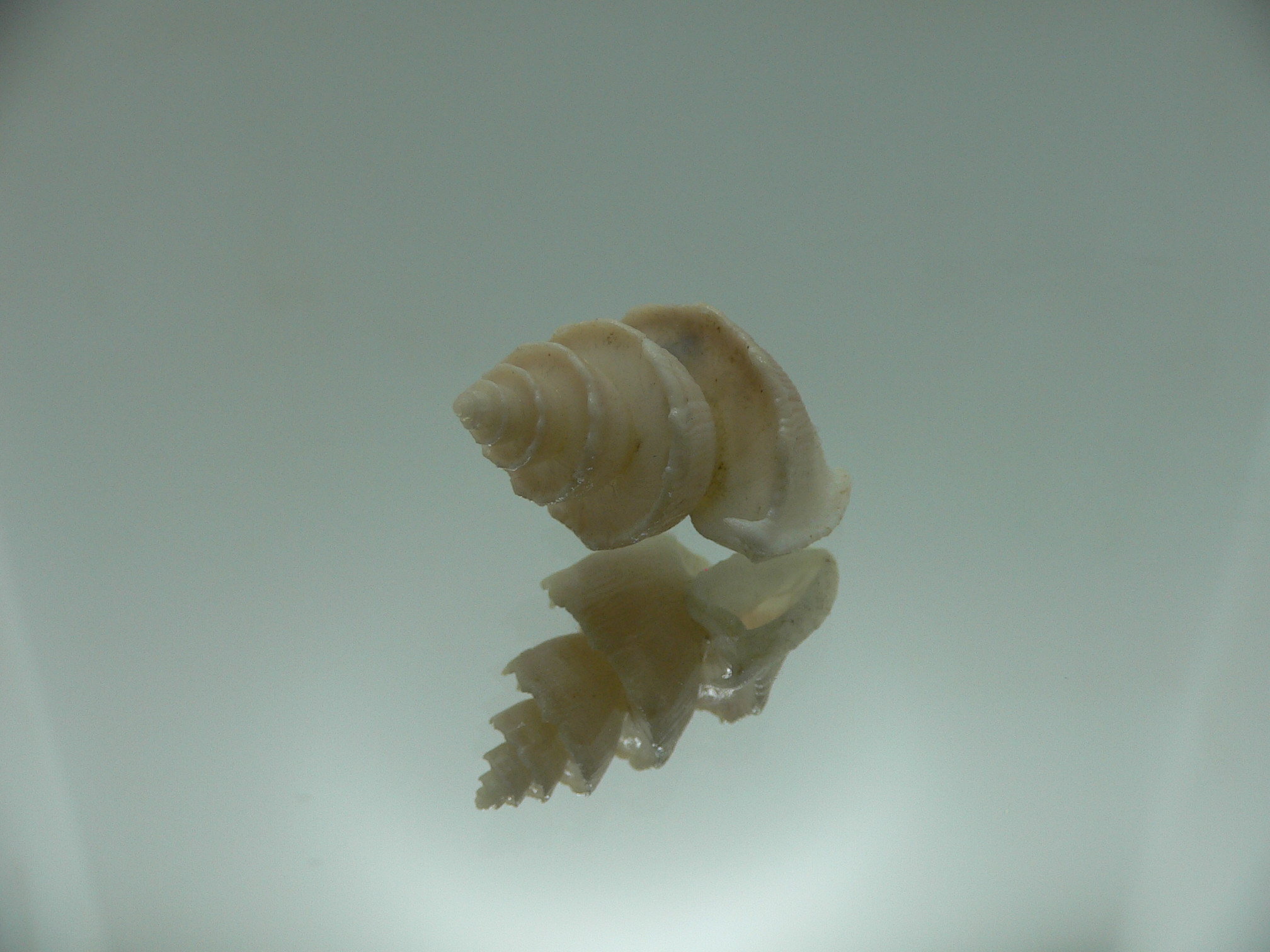 Trigonostoma thysthlon BIG & CROWN