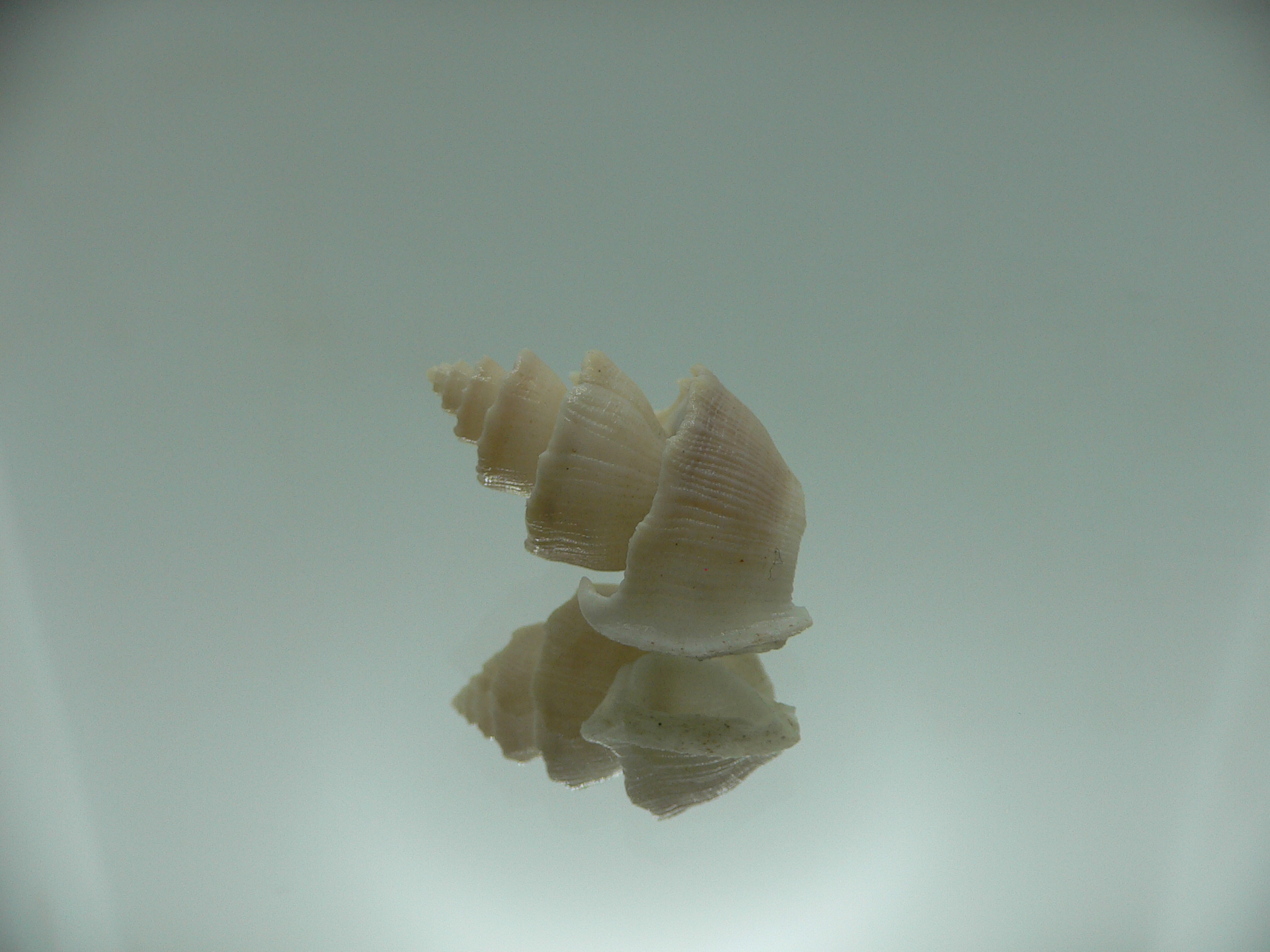 Trigonostoma thysthlon BIG & CROWN