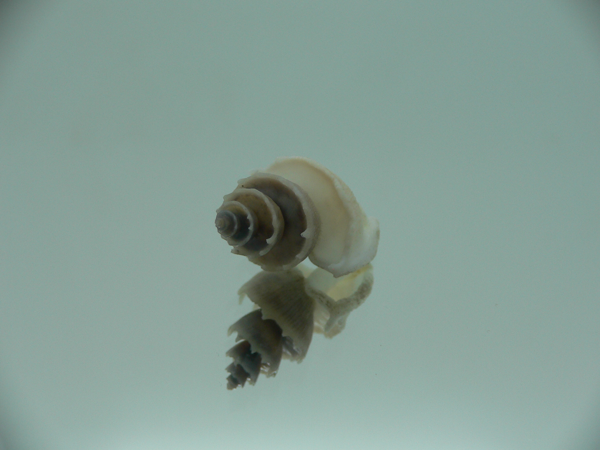 Trigonostoma thysthlon CROWN