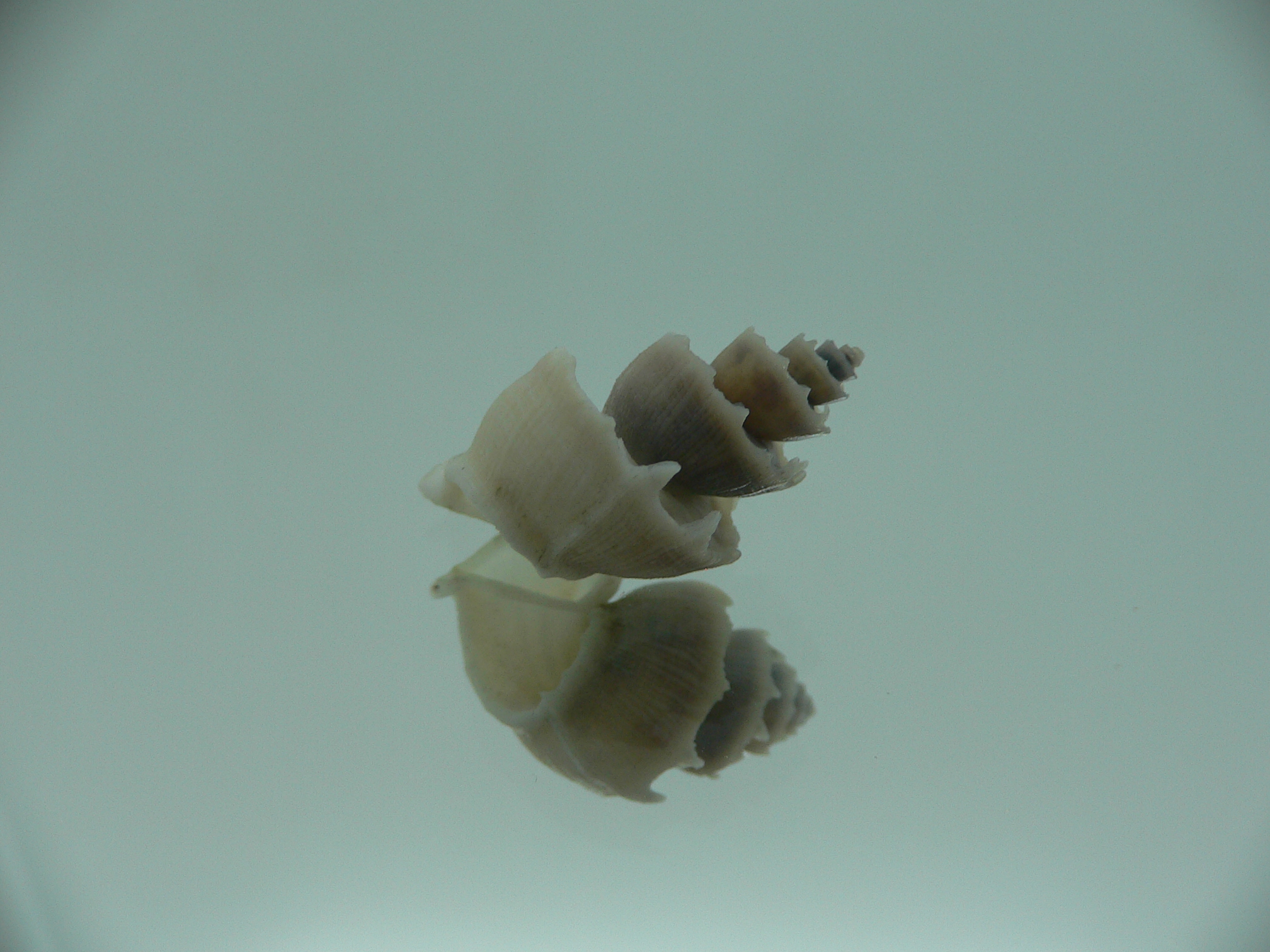 Trigonostoma thysthlon CROWN