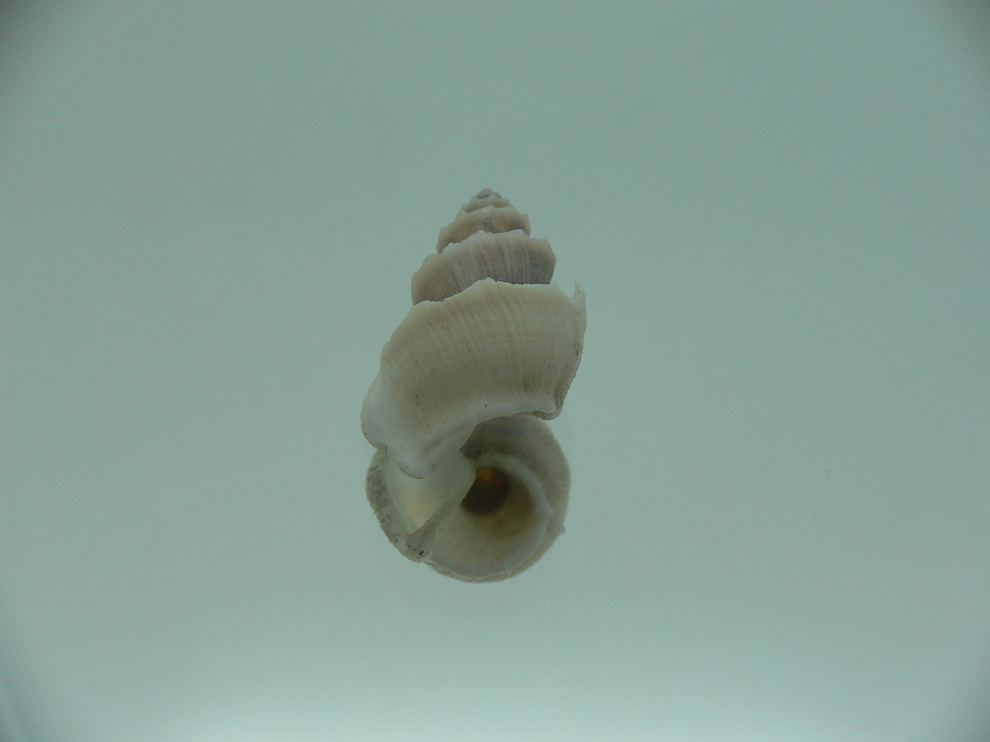 Trigonostoma thysthlon CROWN