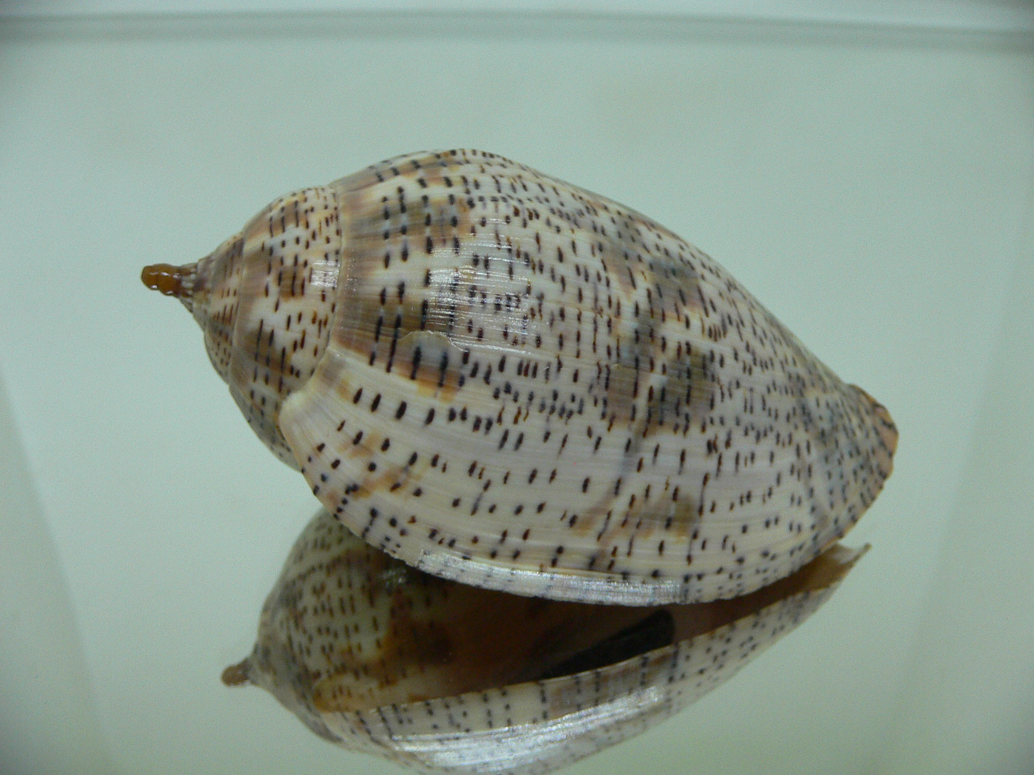 Harpulina lapponica lapponica WIDE