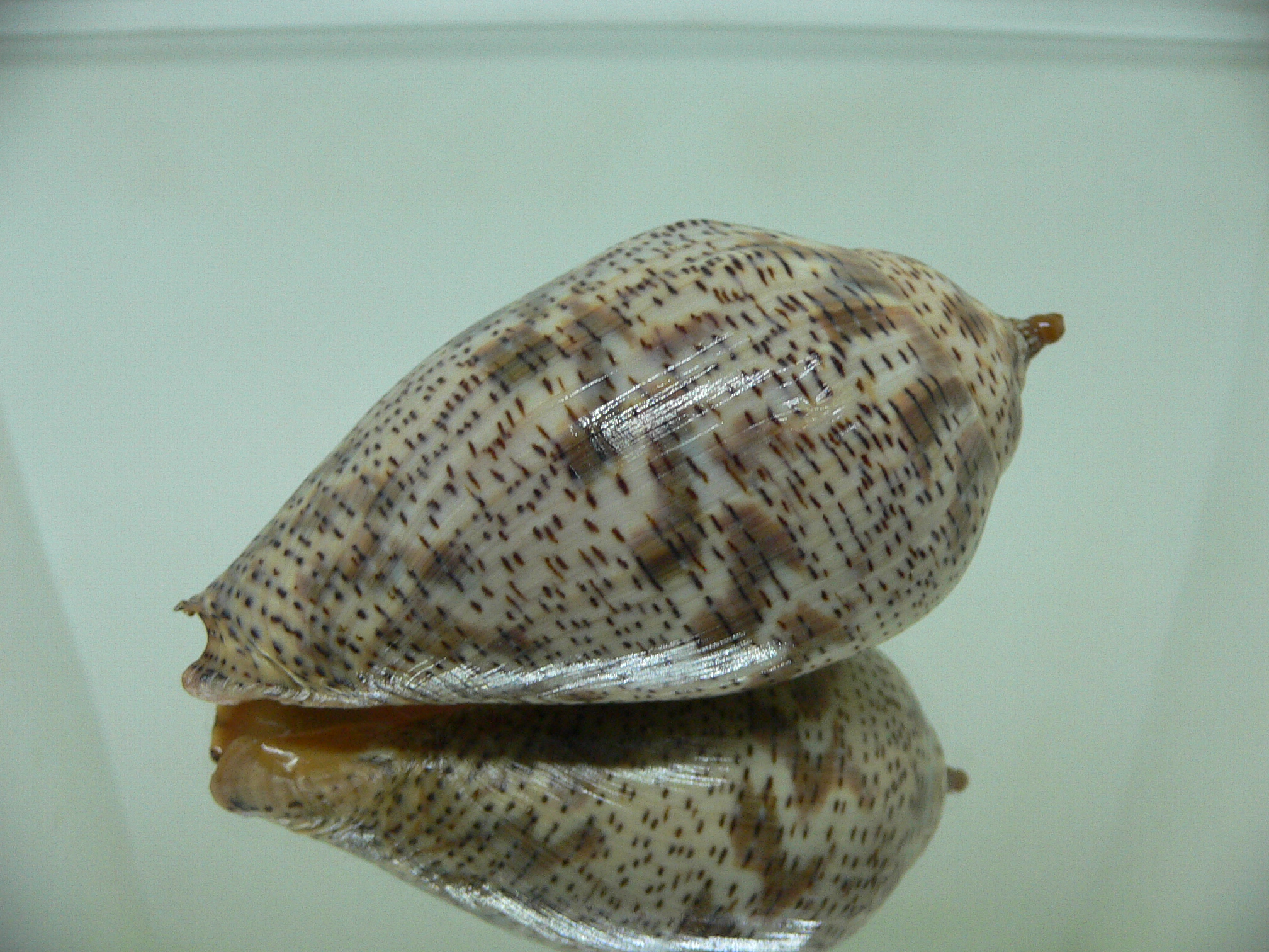 Harpulina lapponica lapponica WIDE