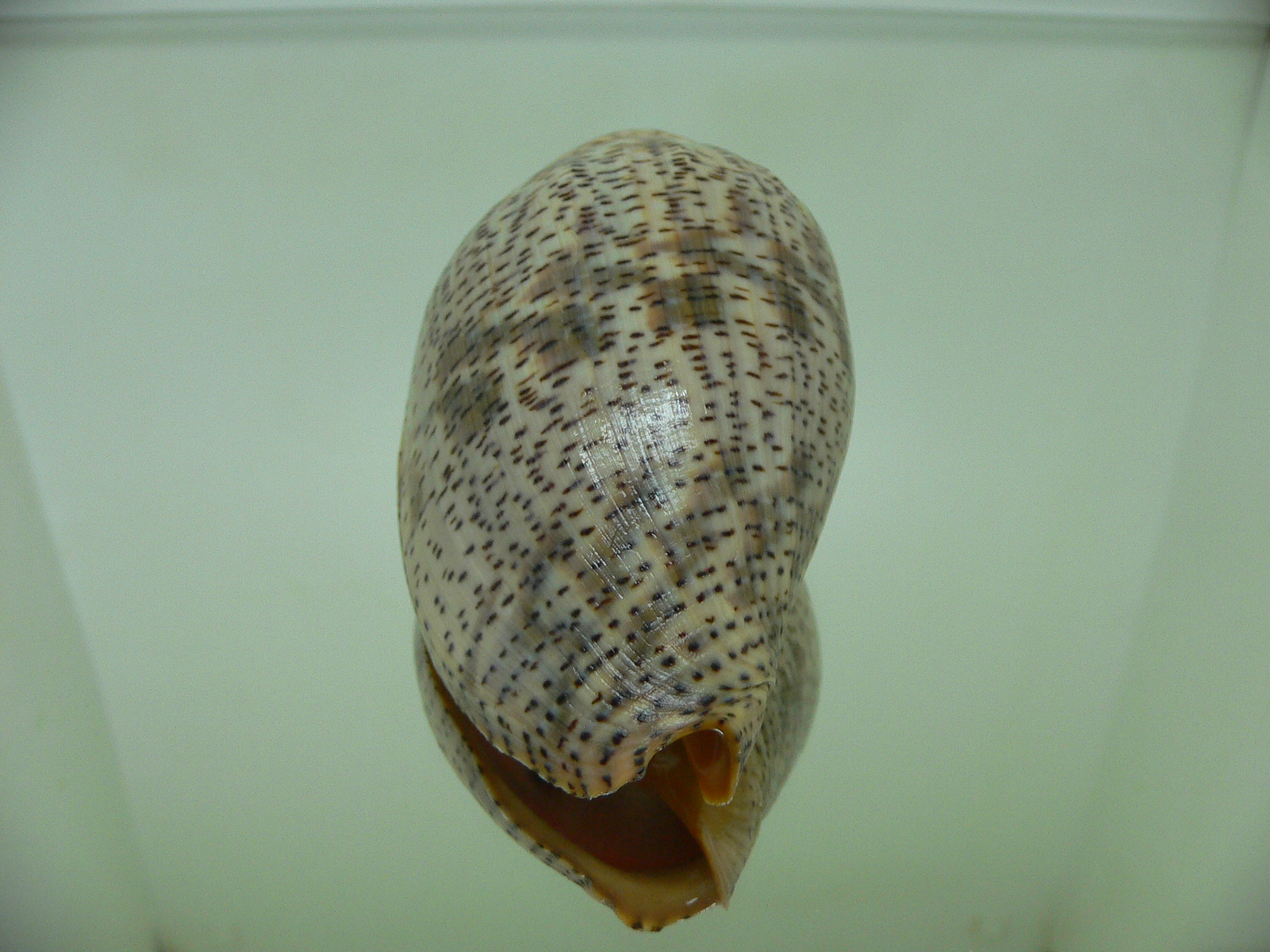 Harpulina lapponica lapponica WIDE