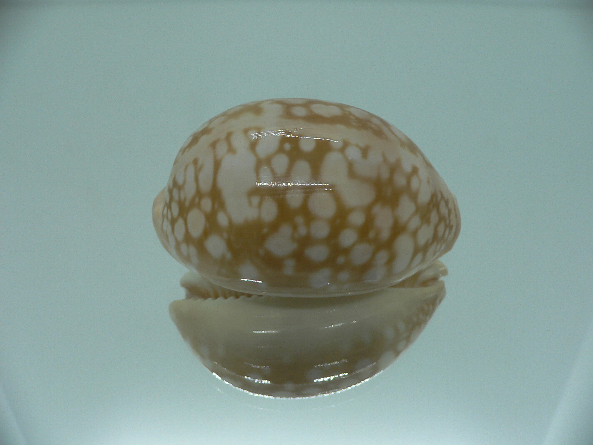 Cypraea nivosa SUPER