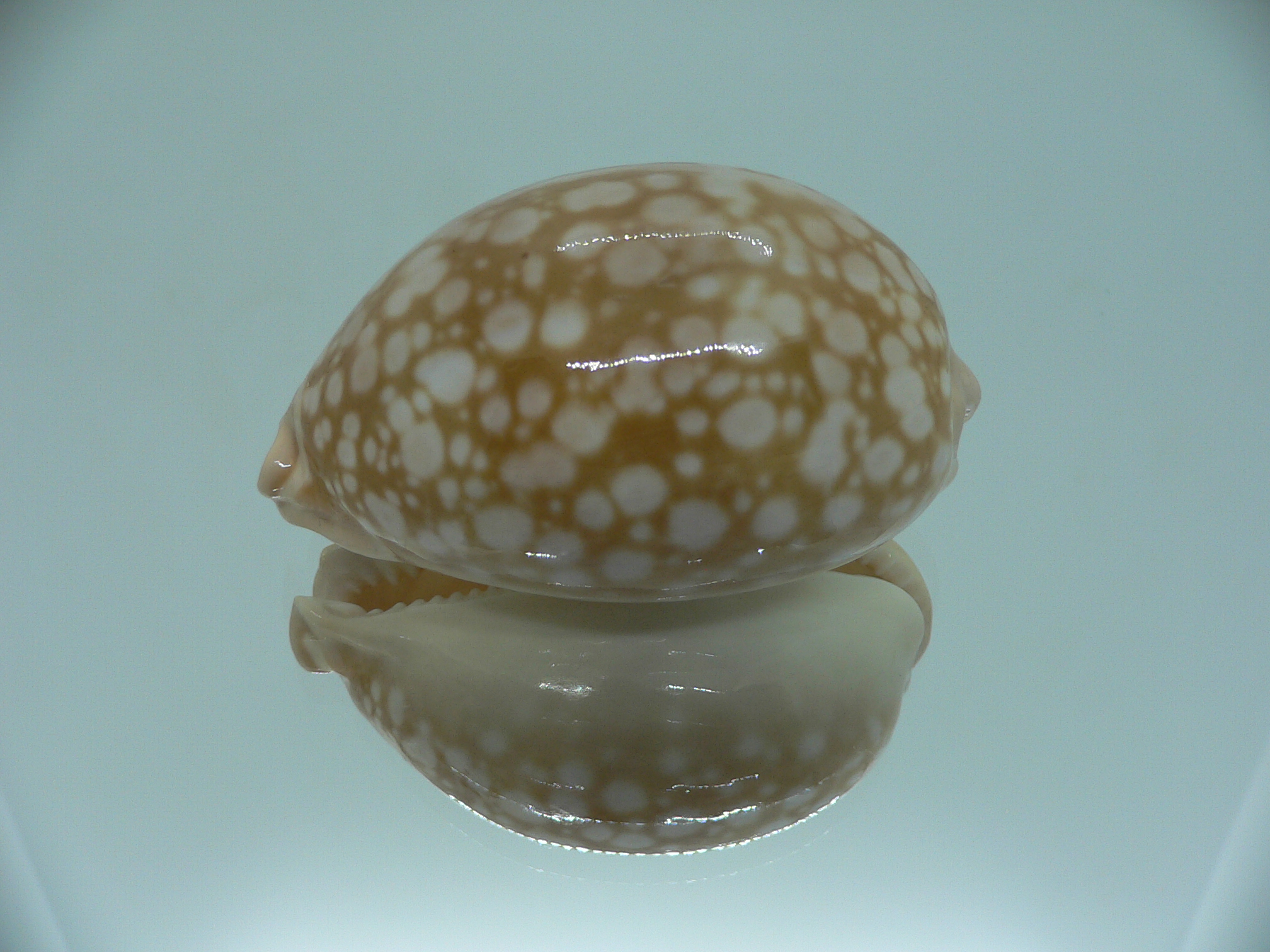 Cypraea nivosa SUPER