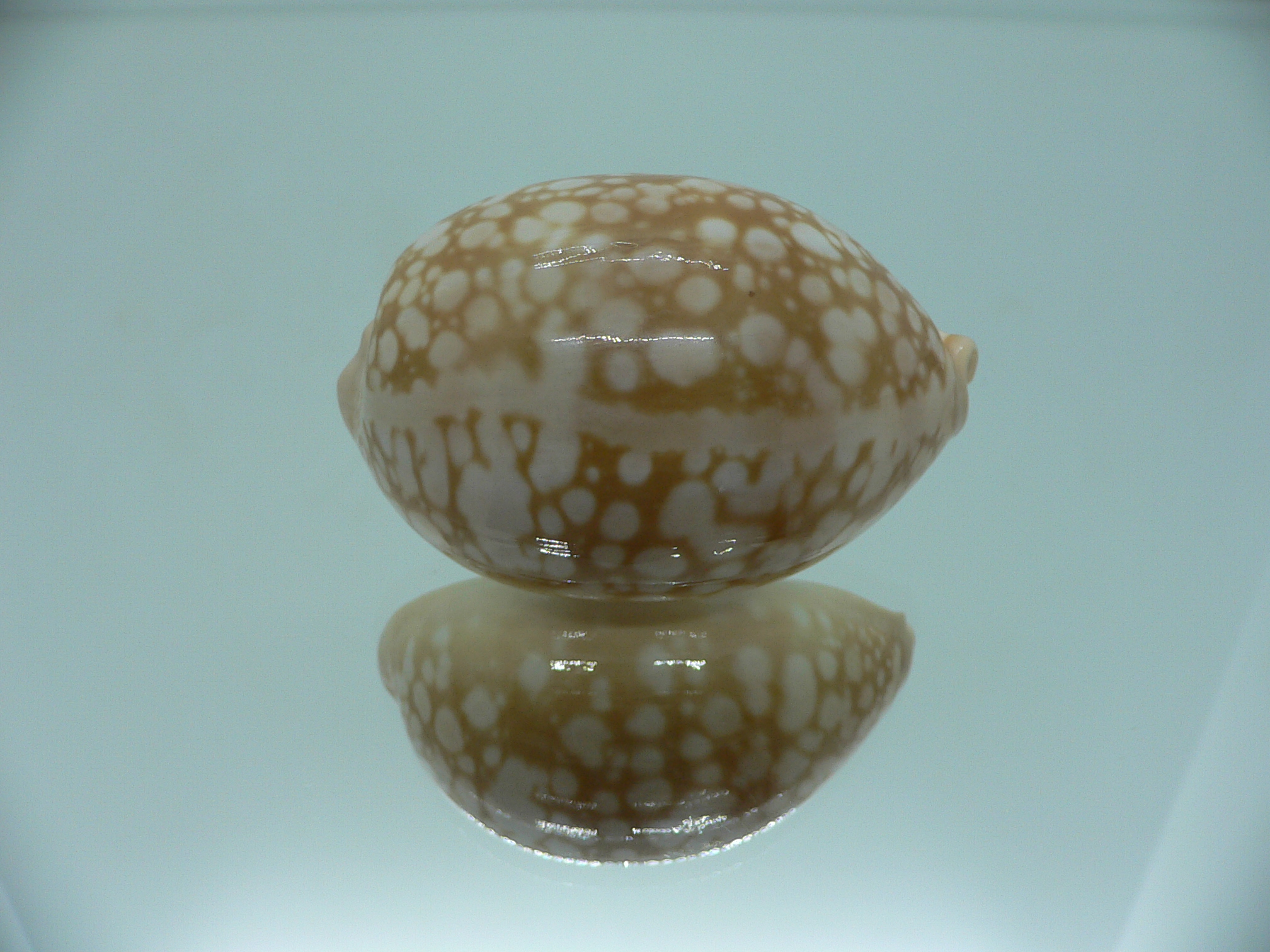 Cypraea nivosa SUPER