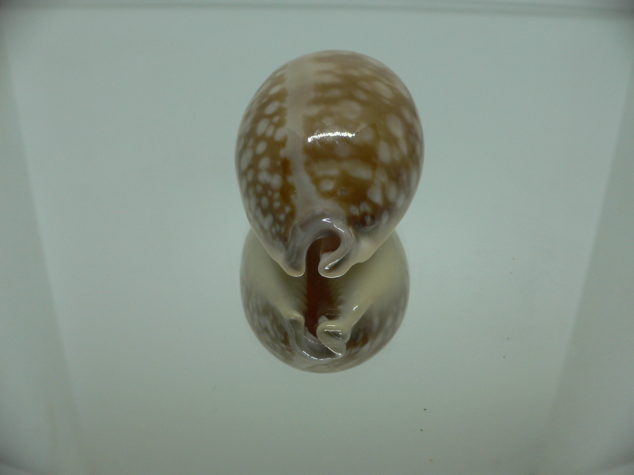 Cypraea nivosa SUPER 1