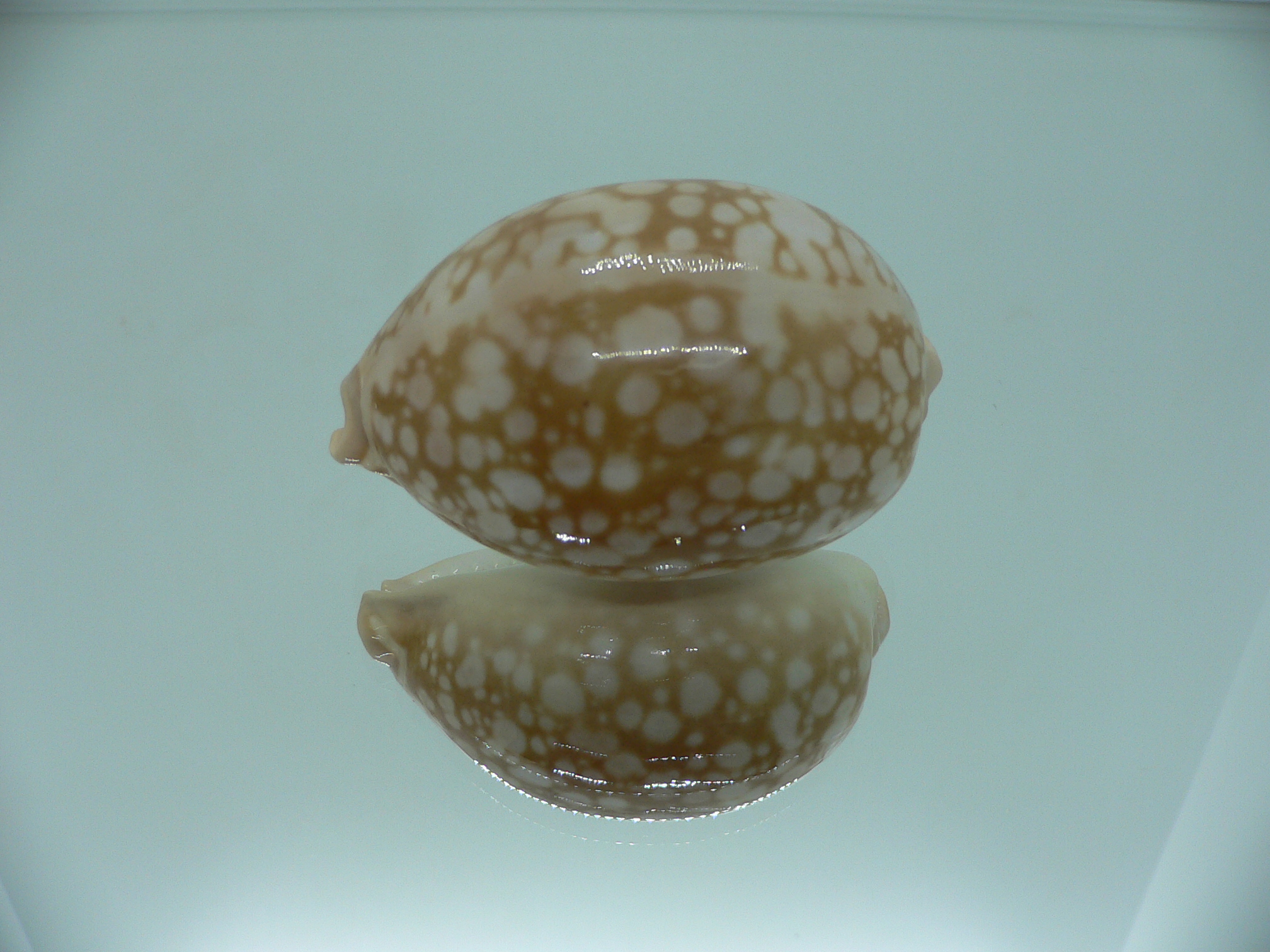 Cypraea nivosa SUPER