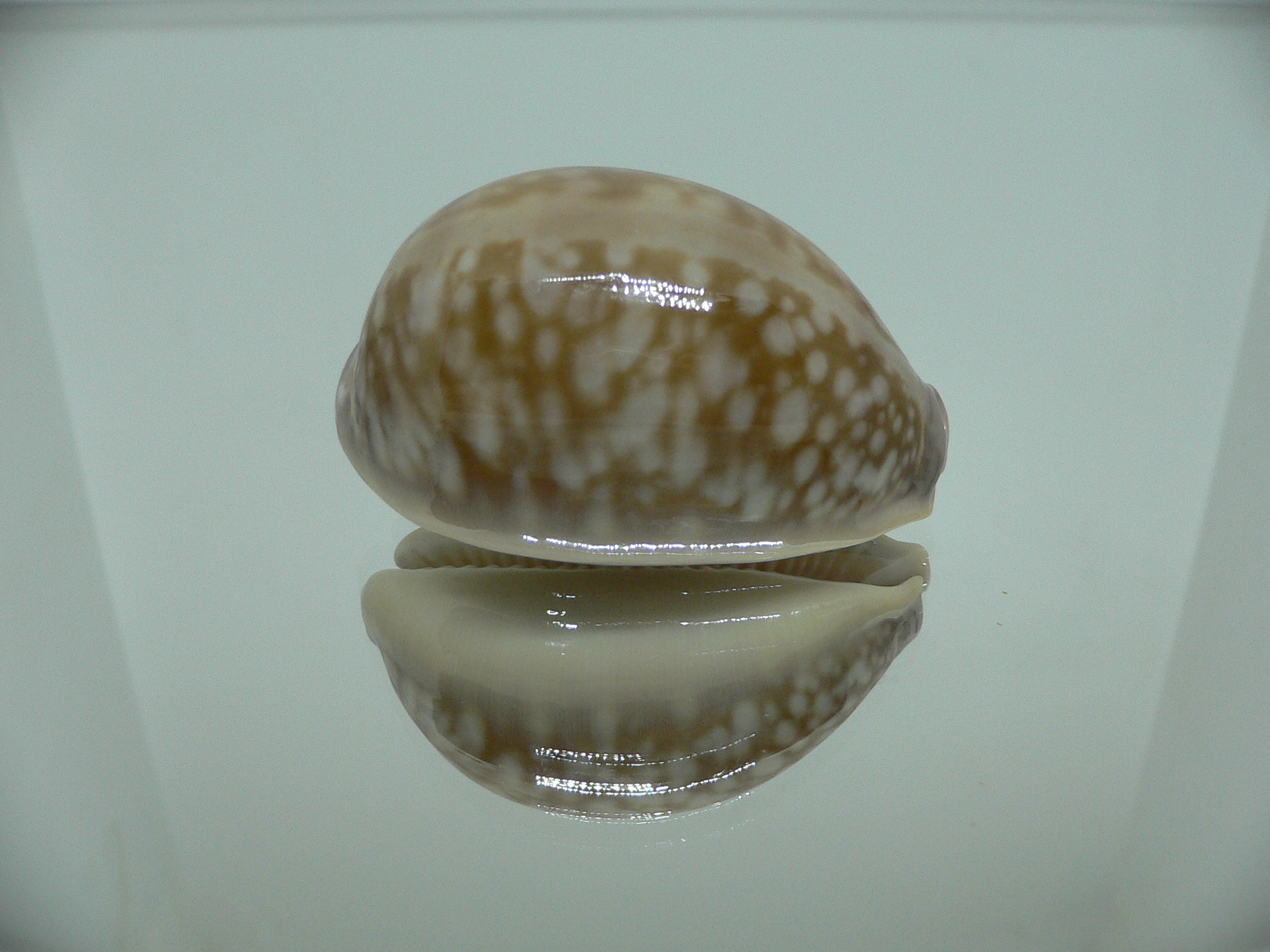 Cypraea nivosa SUPER 1