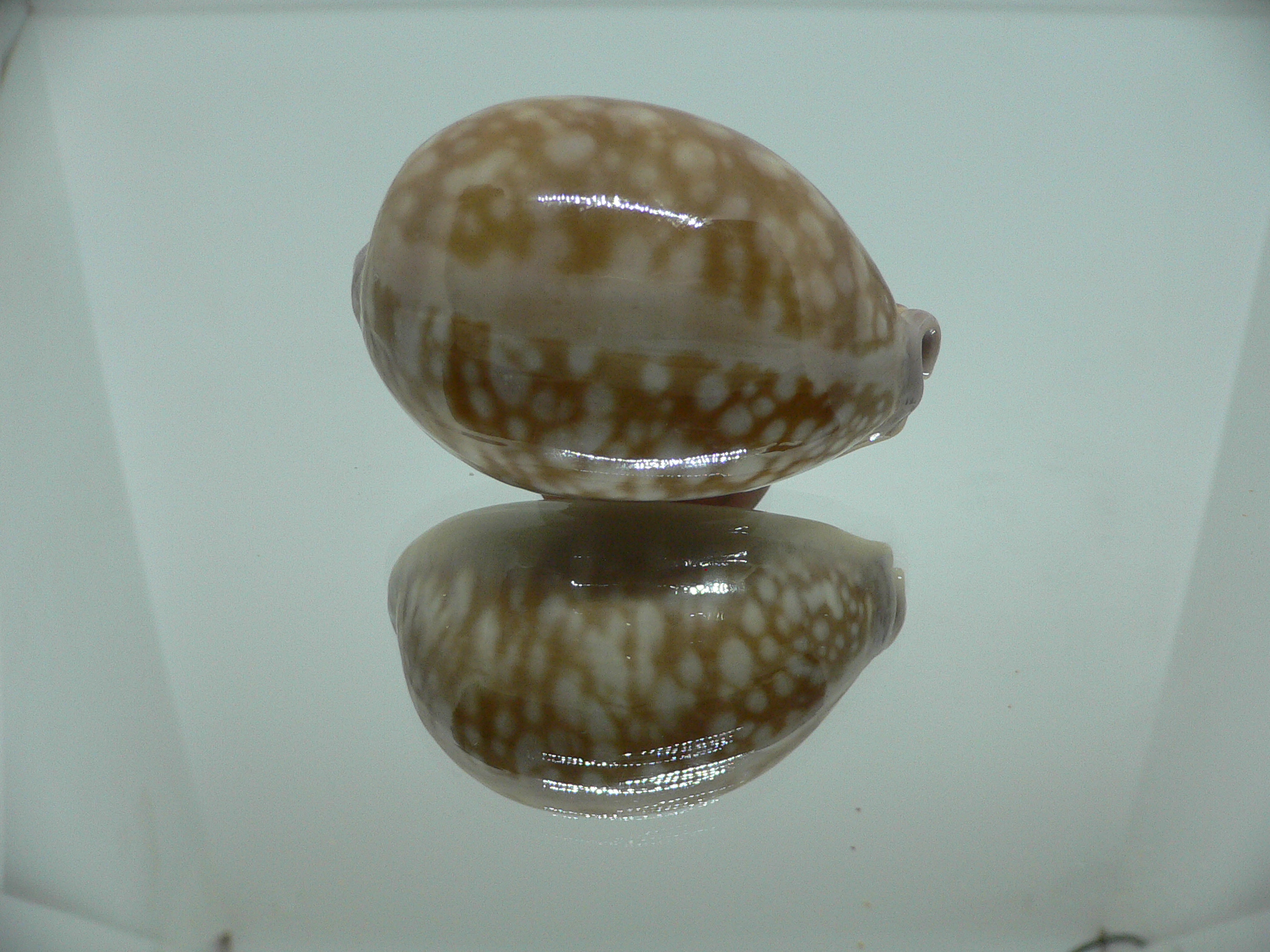 Cypraea nivosa SUPER 1