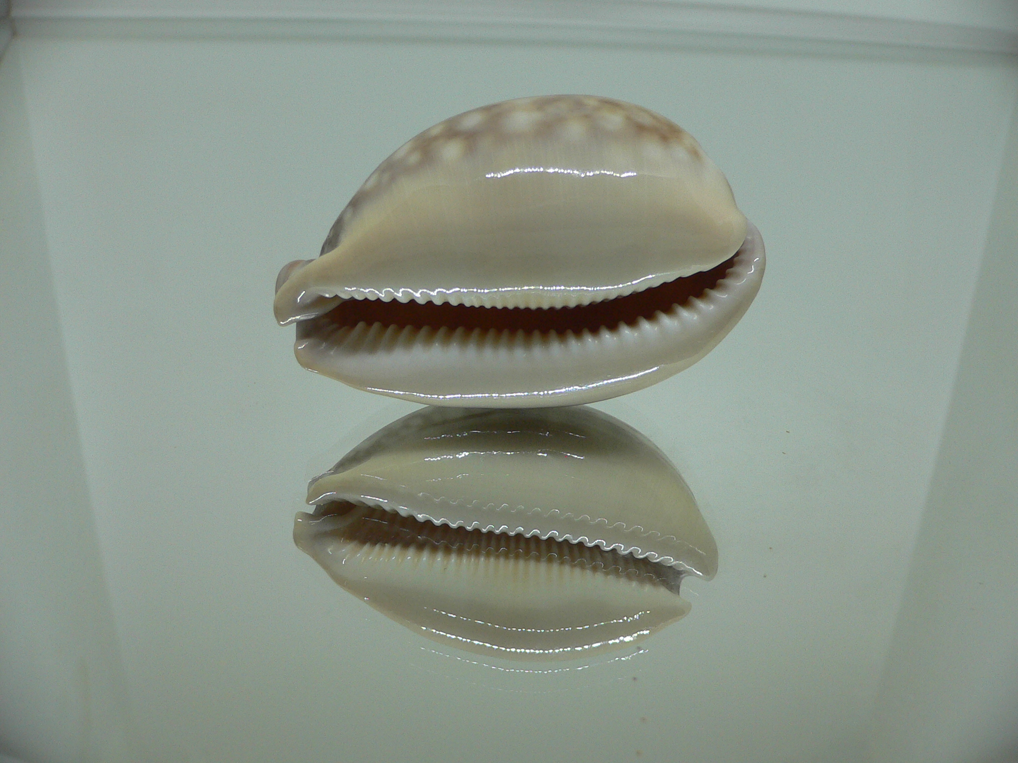 Cypraea nivosa SUPER 1