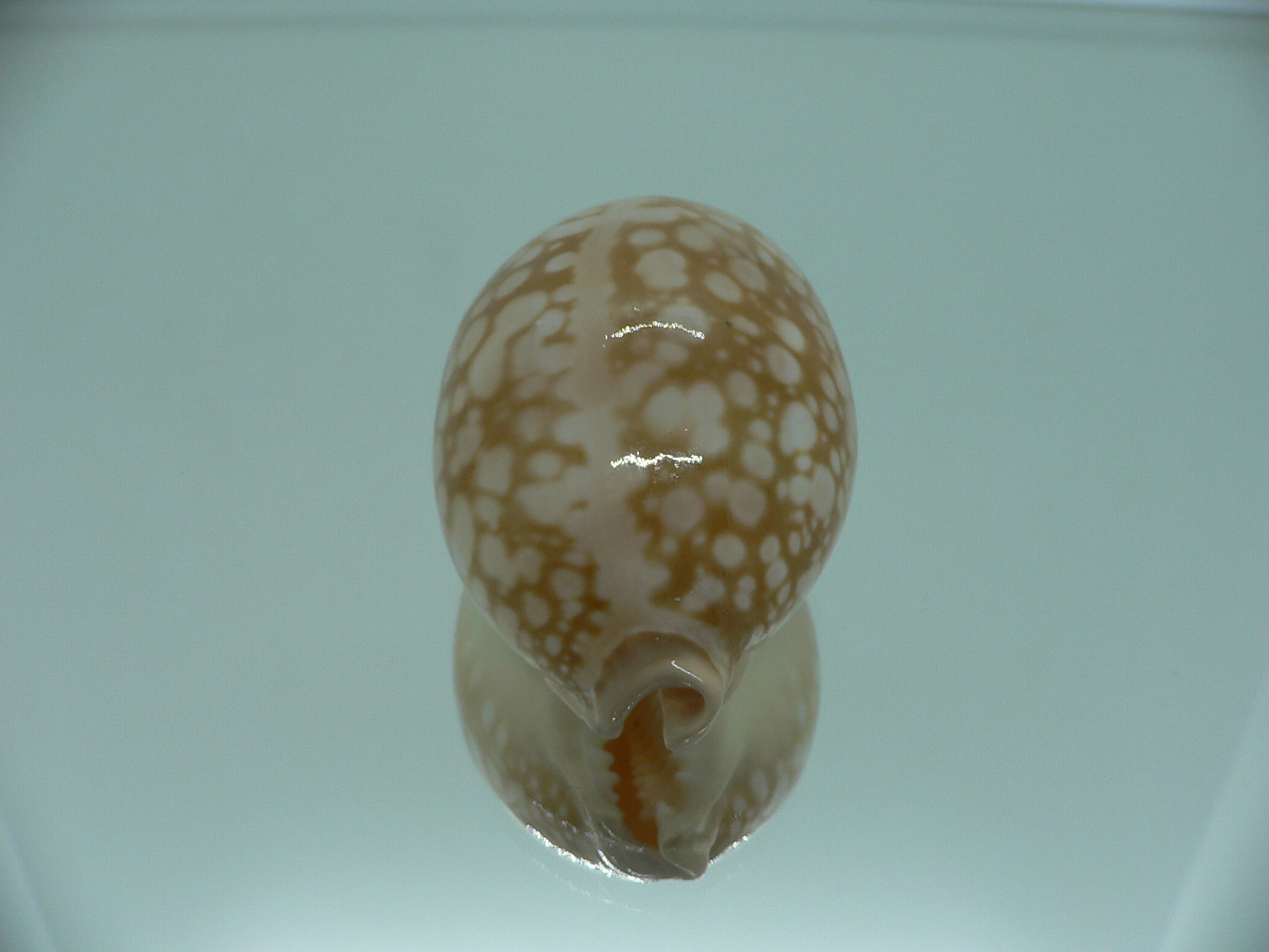 Cypraea nivosa SUPER